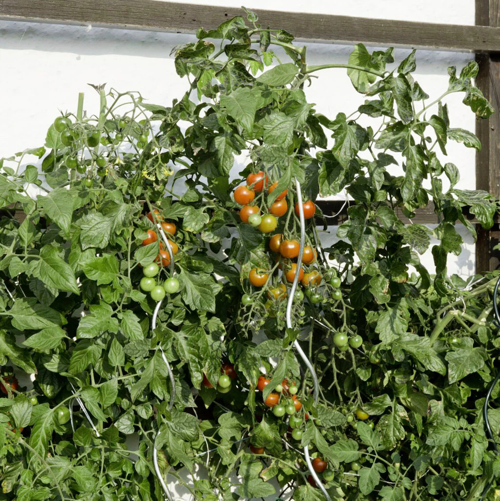 Windhager Rankhilfe, (Set, 10 St.), Tomatenstäbe, verzinkt, H: 180 cm günstig online kaufen