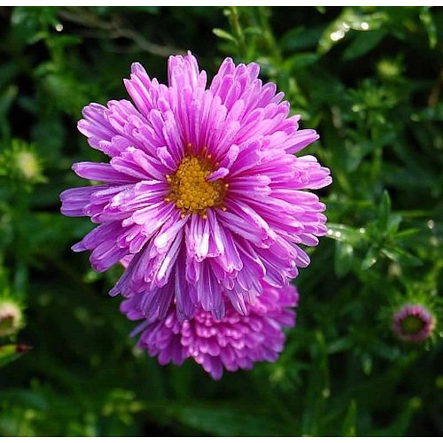 Glattblattaster Patricia Ballard - Aster novi belgii günstig online kaufen