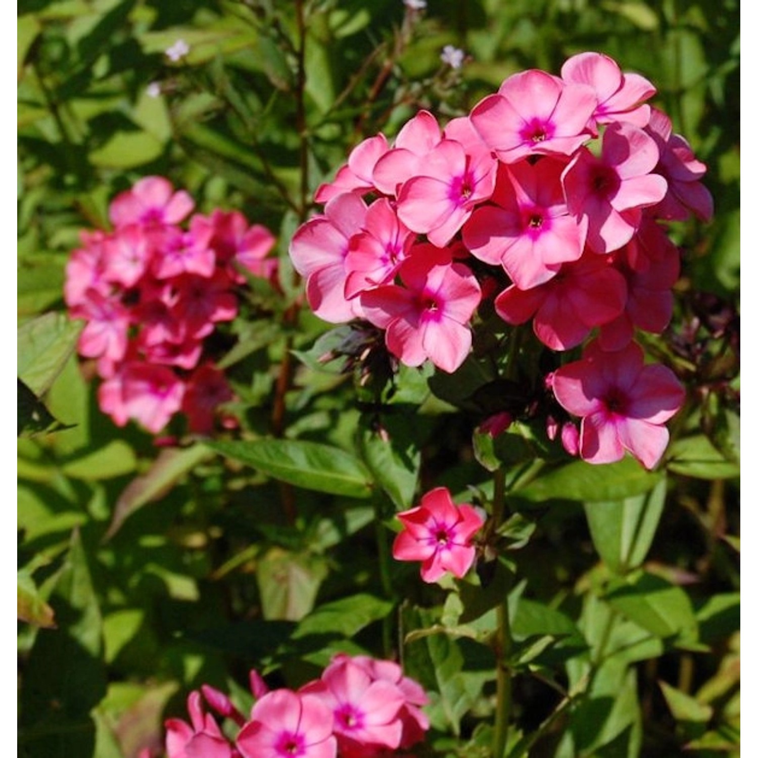 Hohe Flammenblume Windsor - Phlox paniculata günstig online kaufen