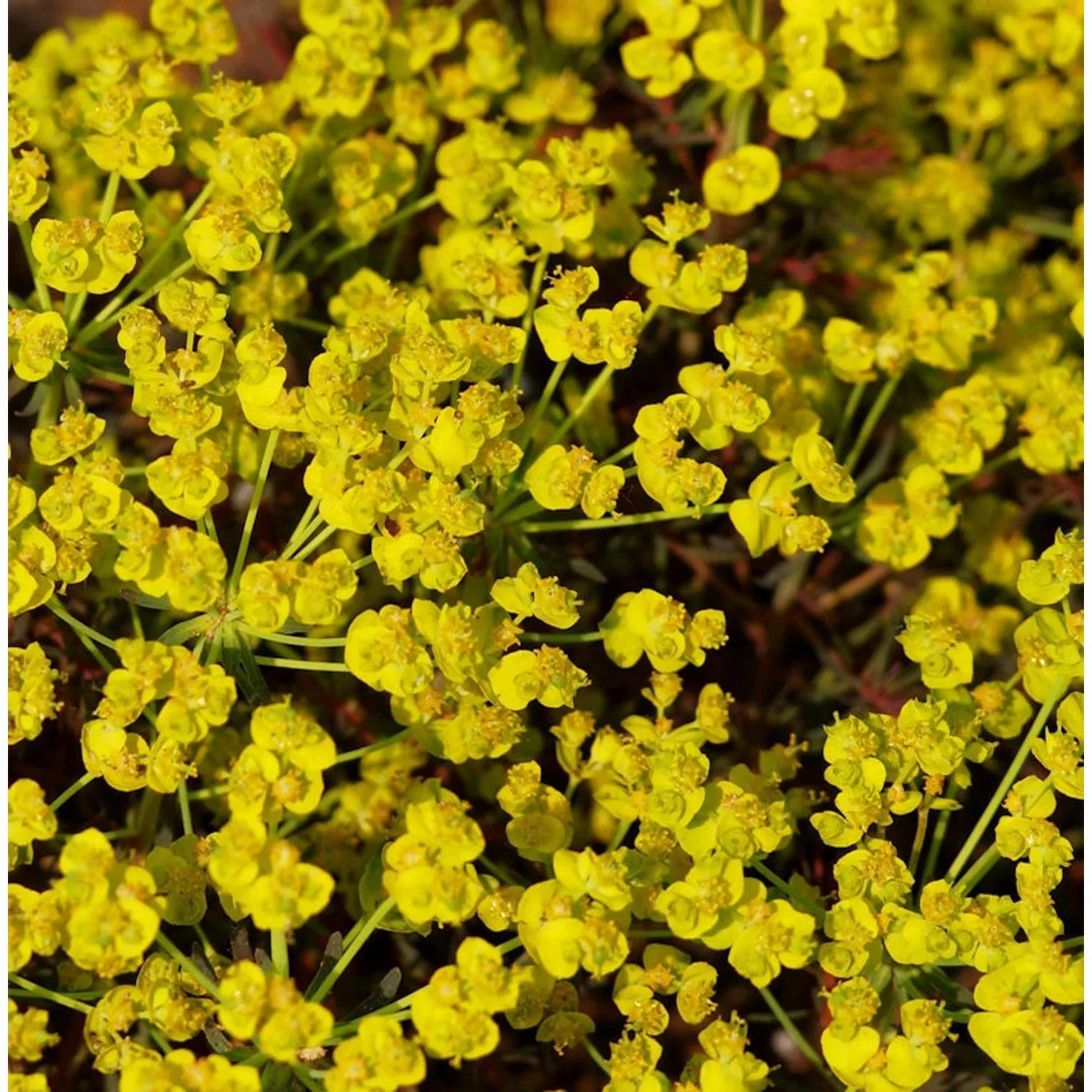 Palisaden Wolfsmilch Red Wing - Euphorbia characias günstig online kaufen