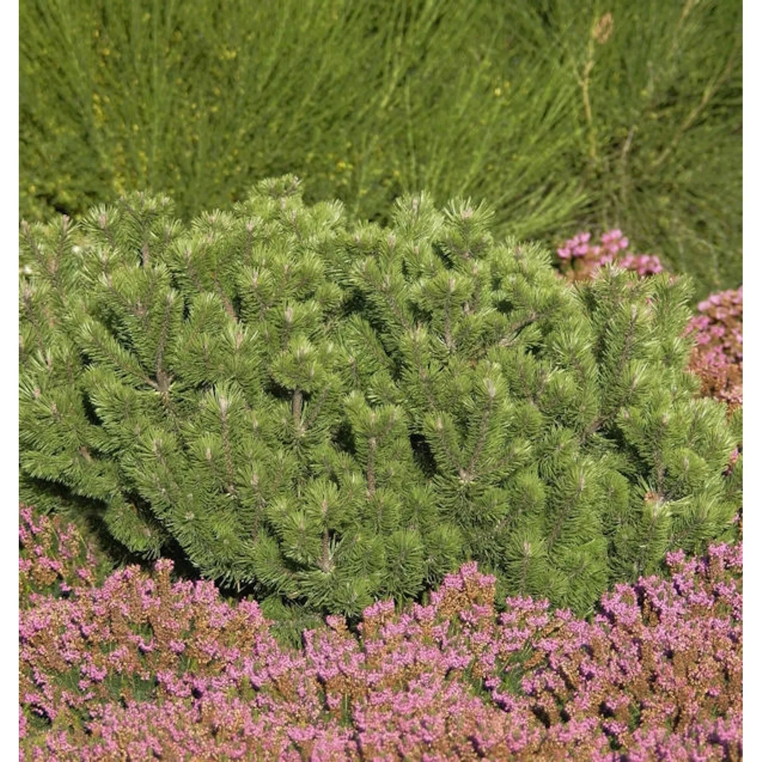 Krummholz Kiefer 30-40cm - Pinus mugo mughus günstig online kaufen