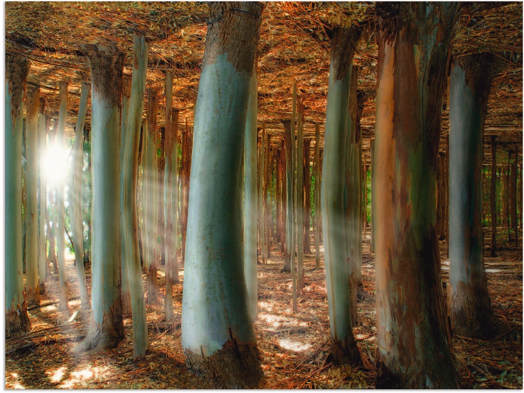 Artland Alu-Dibond-Druck "Zauberwald", Wald, (1 St.), für Innen- und Außenb günstig online kaufen
