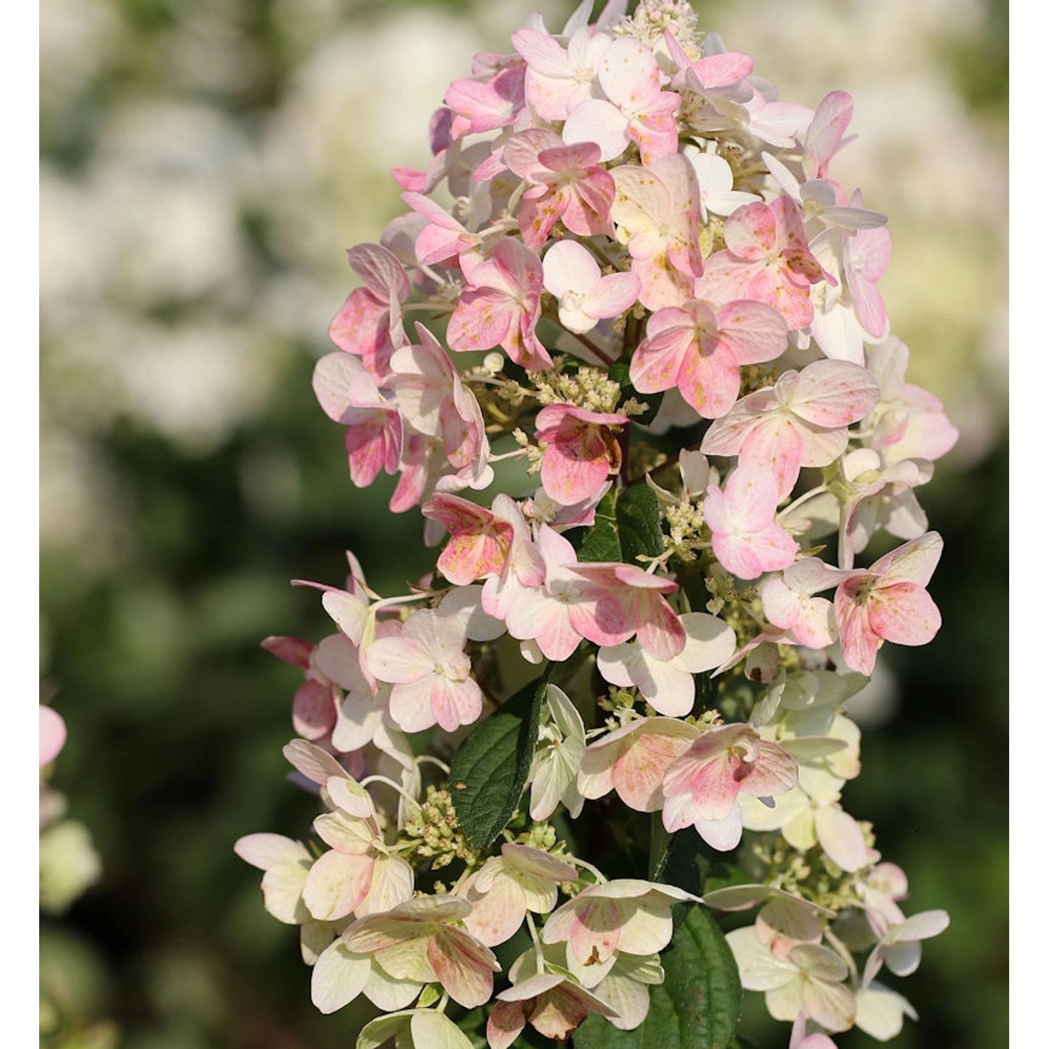 Rispenhortensie Confetti 40-60cm - Hydrangea paniculata günstig online kaufen