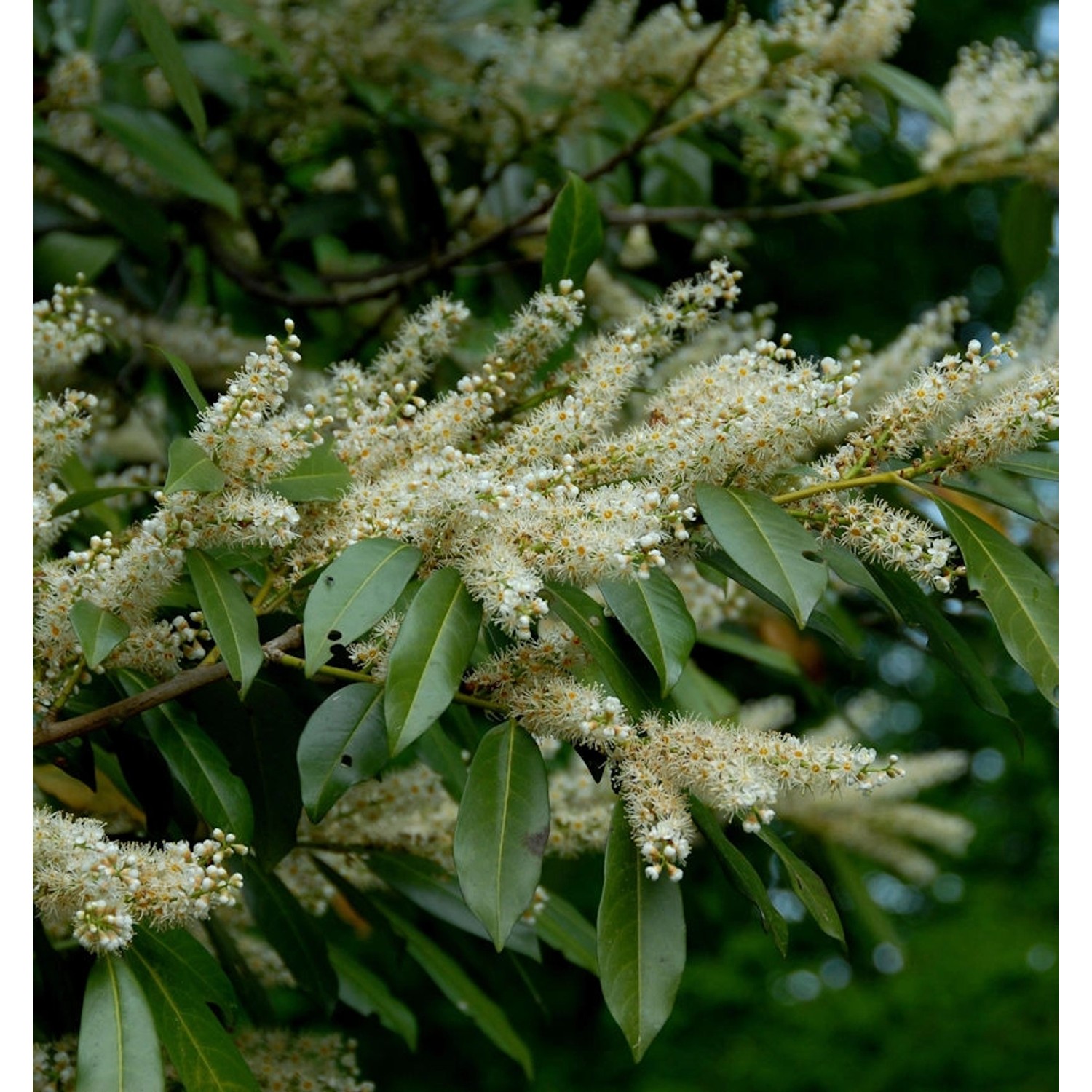 breitwachsende Lorbeerkirsche Otto Luyken 20-30cm - Prunus laurocerasus günstig online kaufen