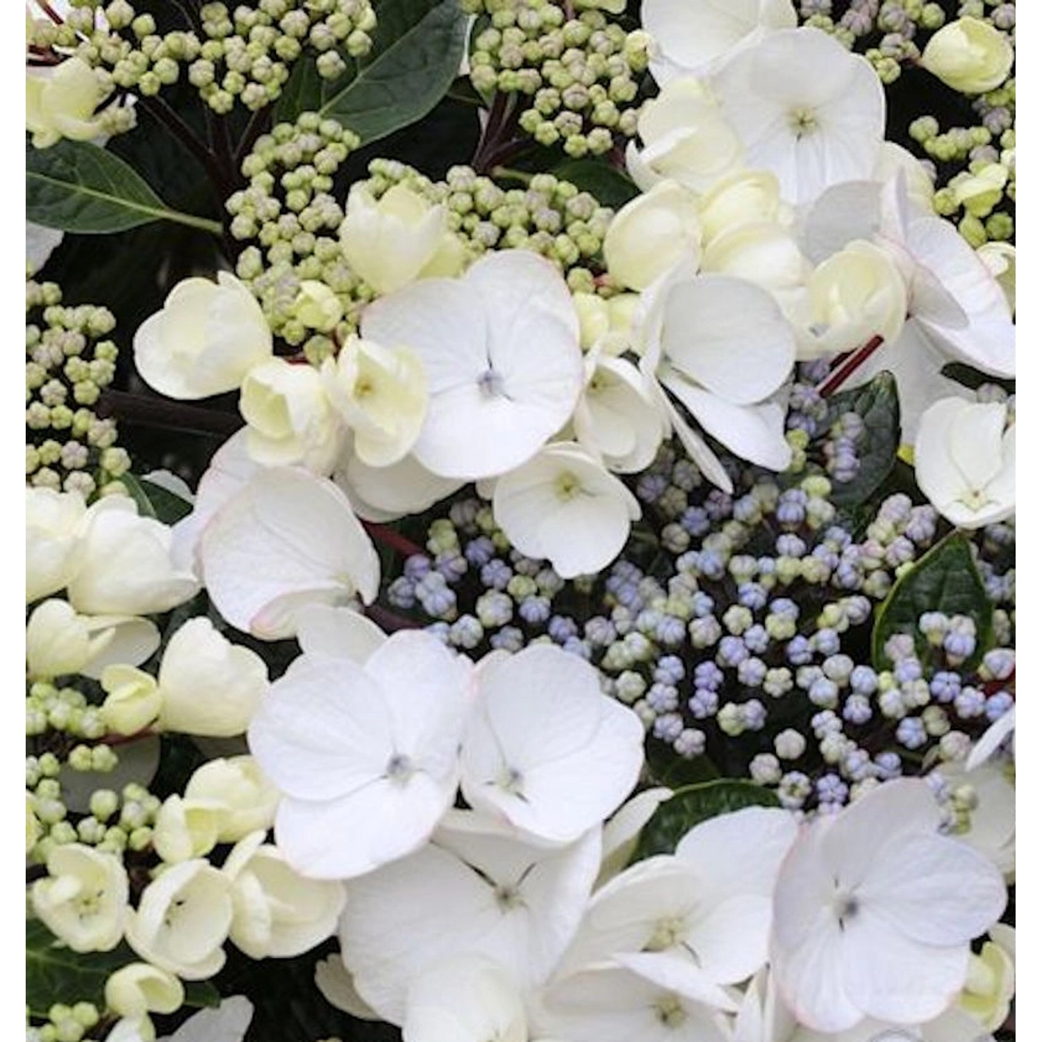 Bauernhortensie Benxi 30-40cm - Hydrangea macrophylla günstig online kaufen