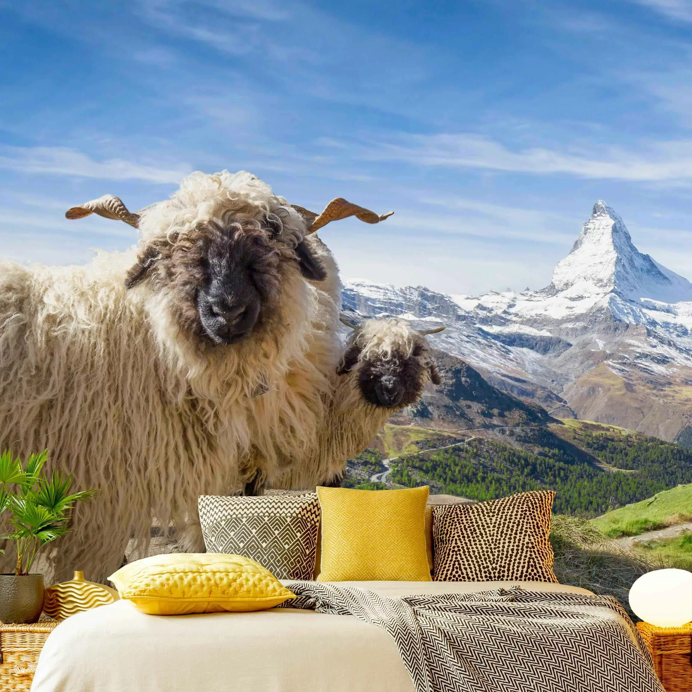 Fototapete Schwarznasenschafe von Zermatt günstig online kaufen