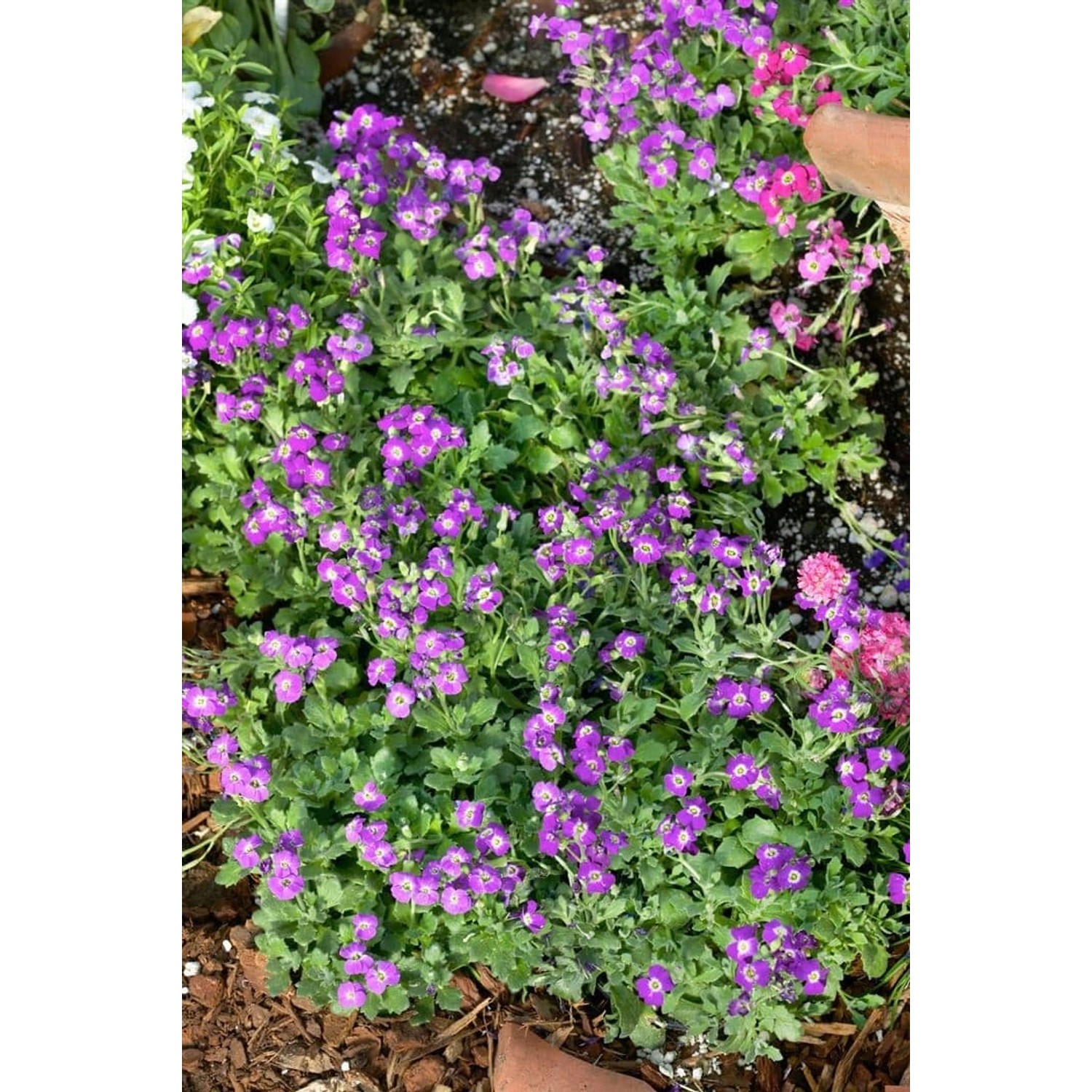 Aubrieta X Cult. Bressingham Red Blaukissen Ca. 9x9 cm Topf günstig online kaufen