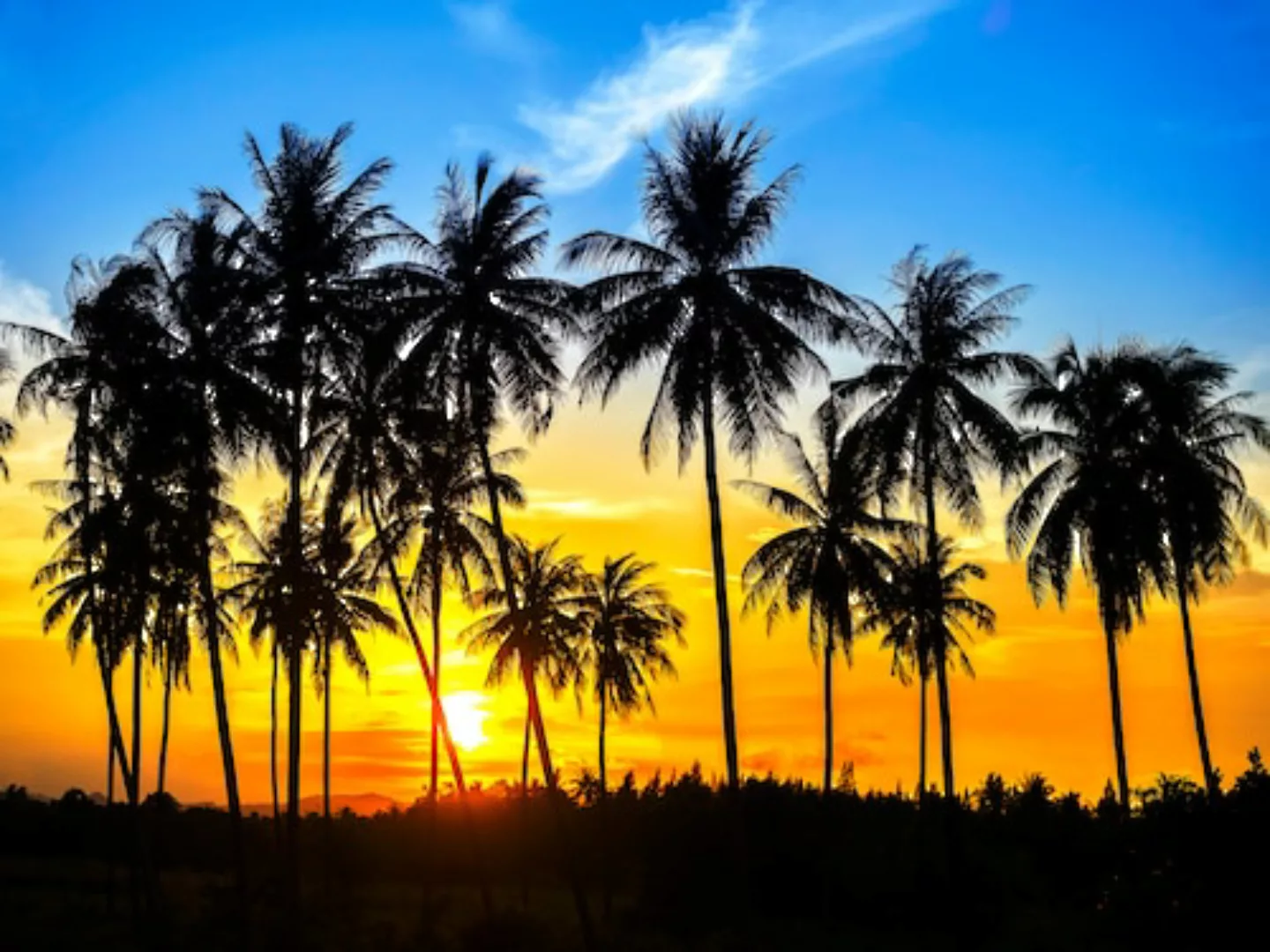 Papermoon Fototapete »Coconut Palm Trees« günstig online kaufen
