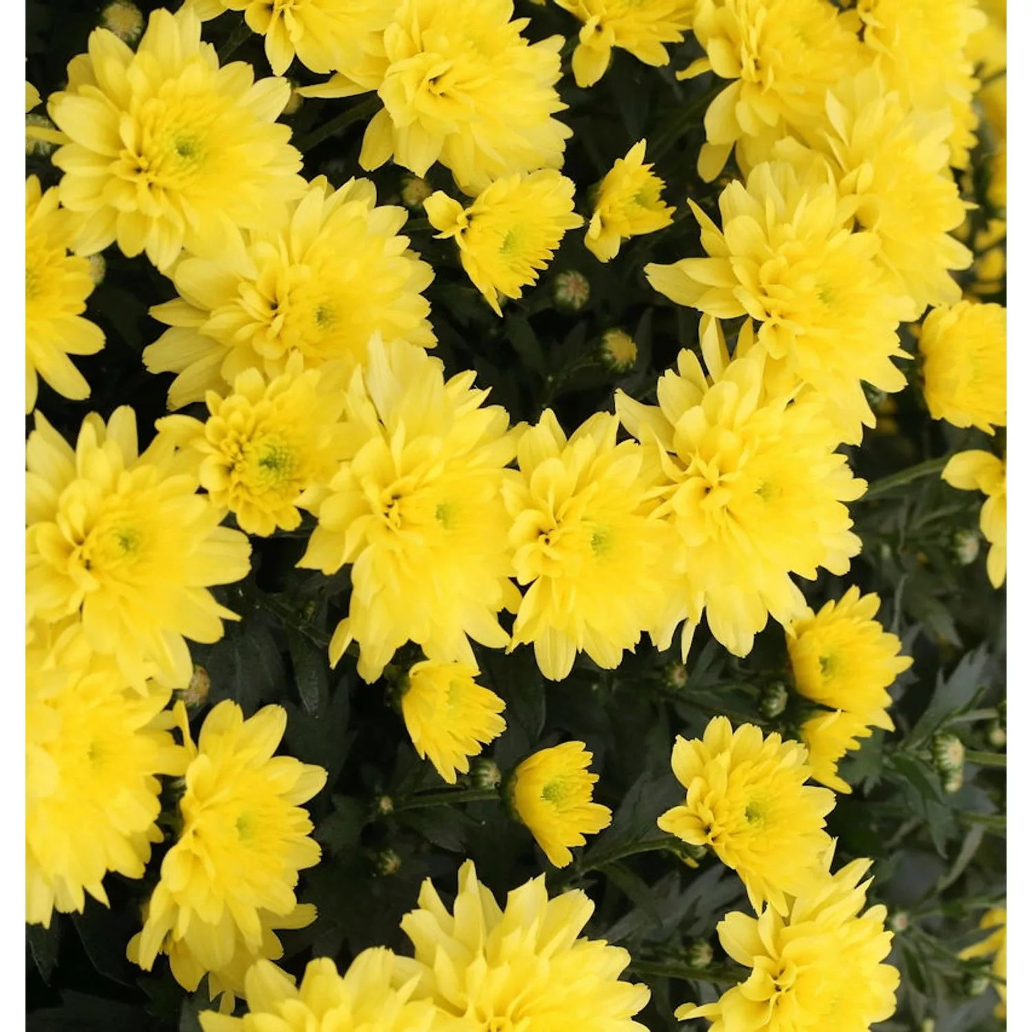 Herbstaster Citrus - Chrysanthemum hortorum günstig online kaufen