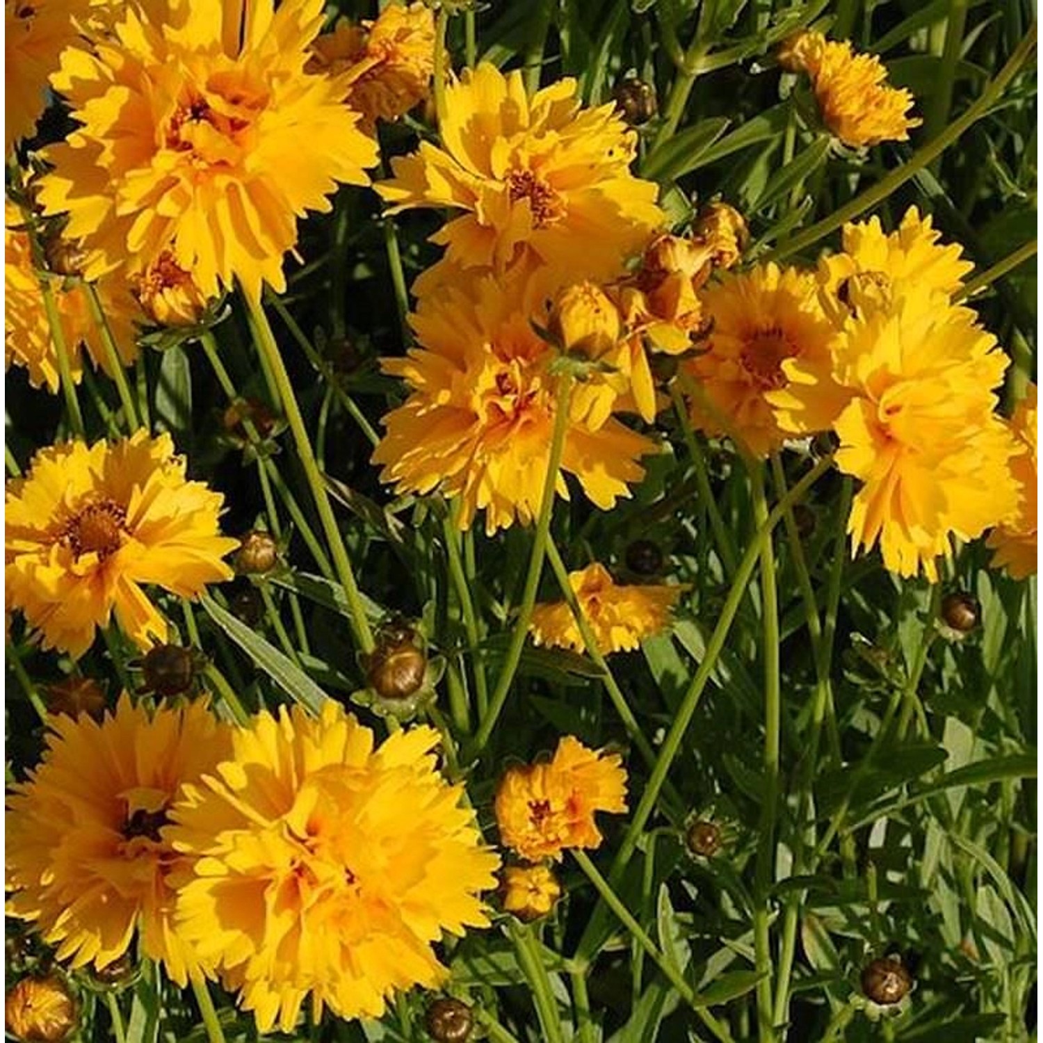 Mädchenauge Sunray - Coreopsis grandiflora günstig online kaufen