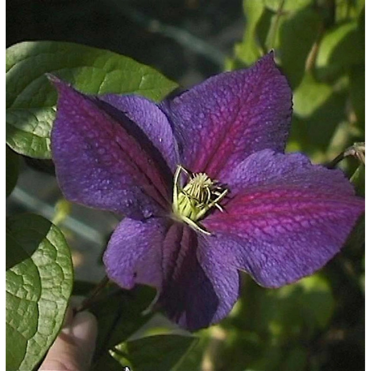 Waldrebe Star of India 40-60cm - Clematis günstig online kaufen