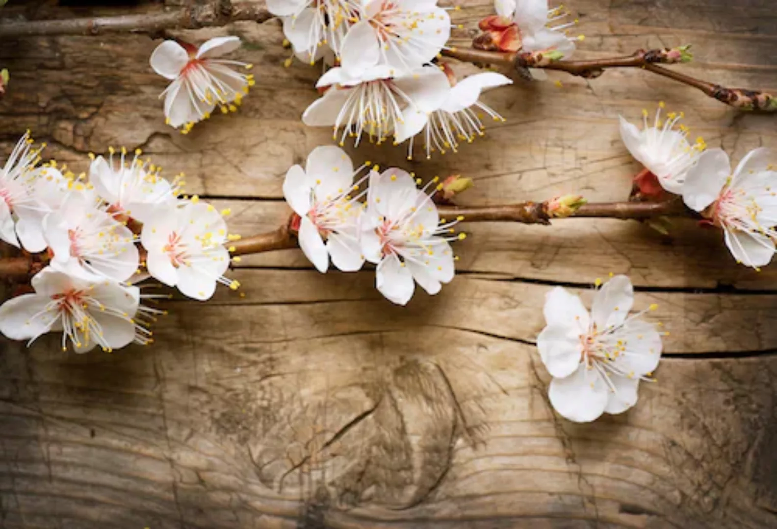 Papermoon Fototapete »Blumen auf Holz« günstig online kaufen