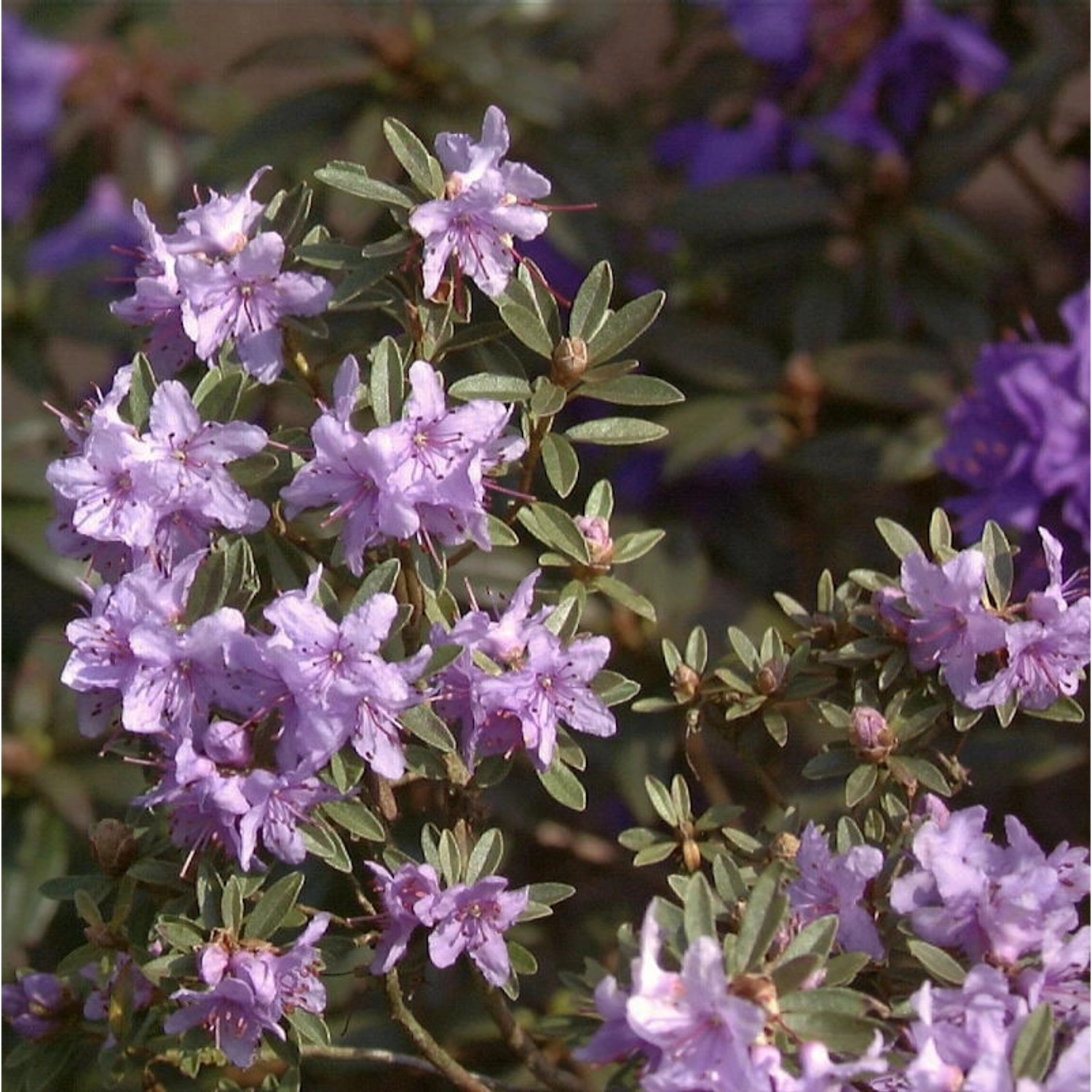 Rhododendron scintillans 40-50cm günstig online kaufen