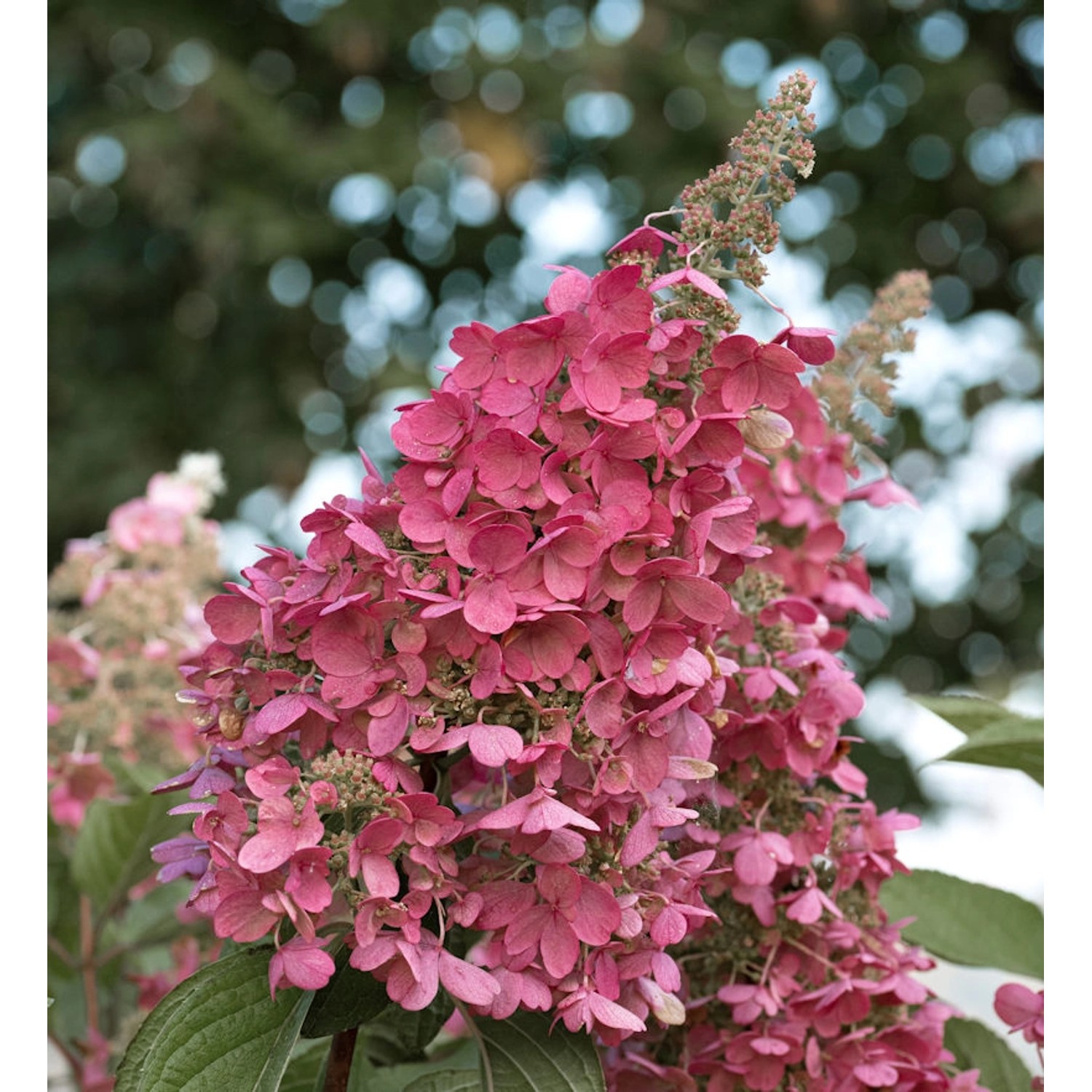 Rispenhortensie Redlight 40-60cm - Hydrangea paniculata günstig online kaufen