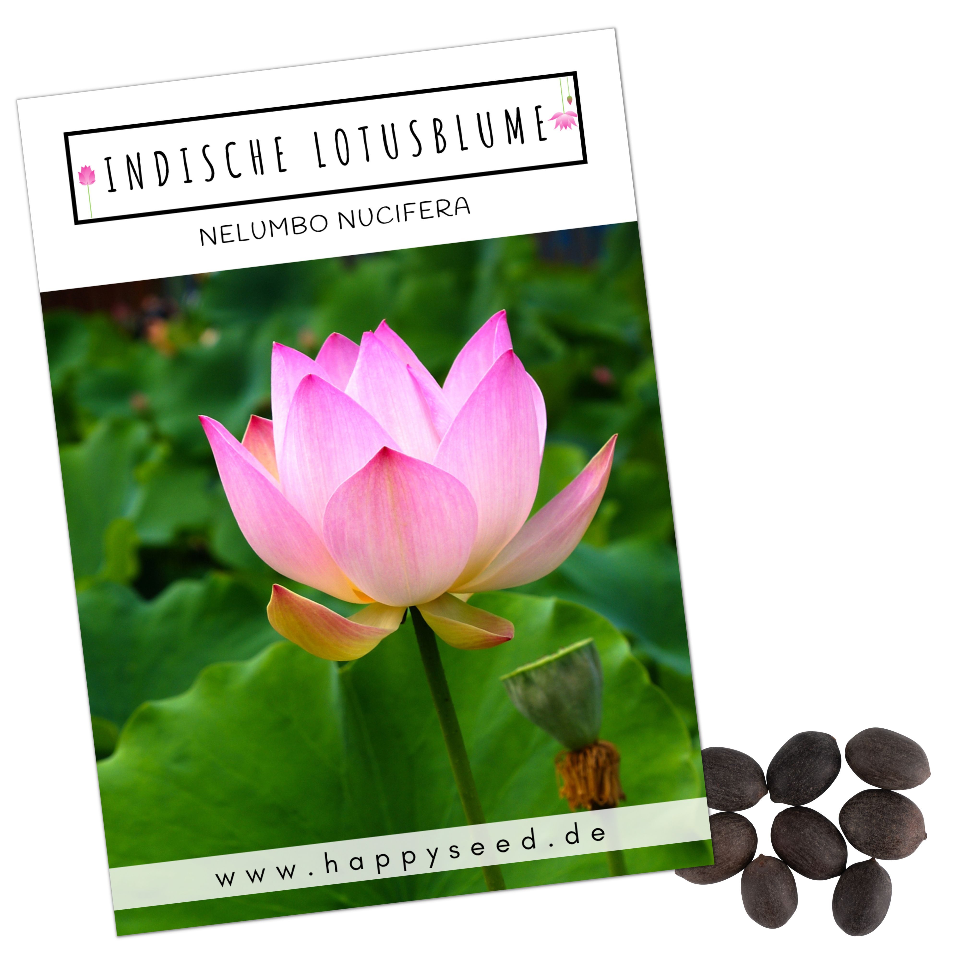 HappySeed Blumensamen Lotus Samen winterhart (Nelumbo günstig online kaufen