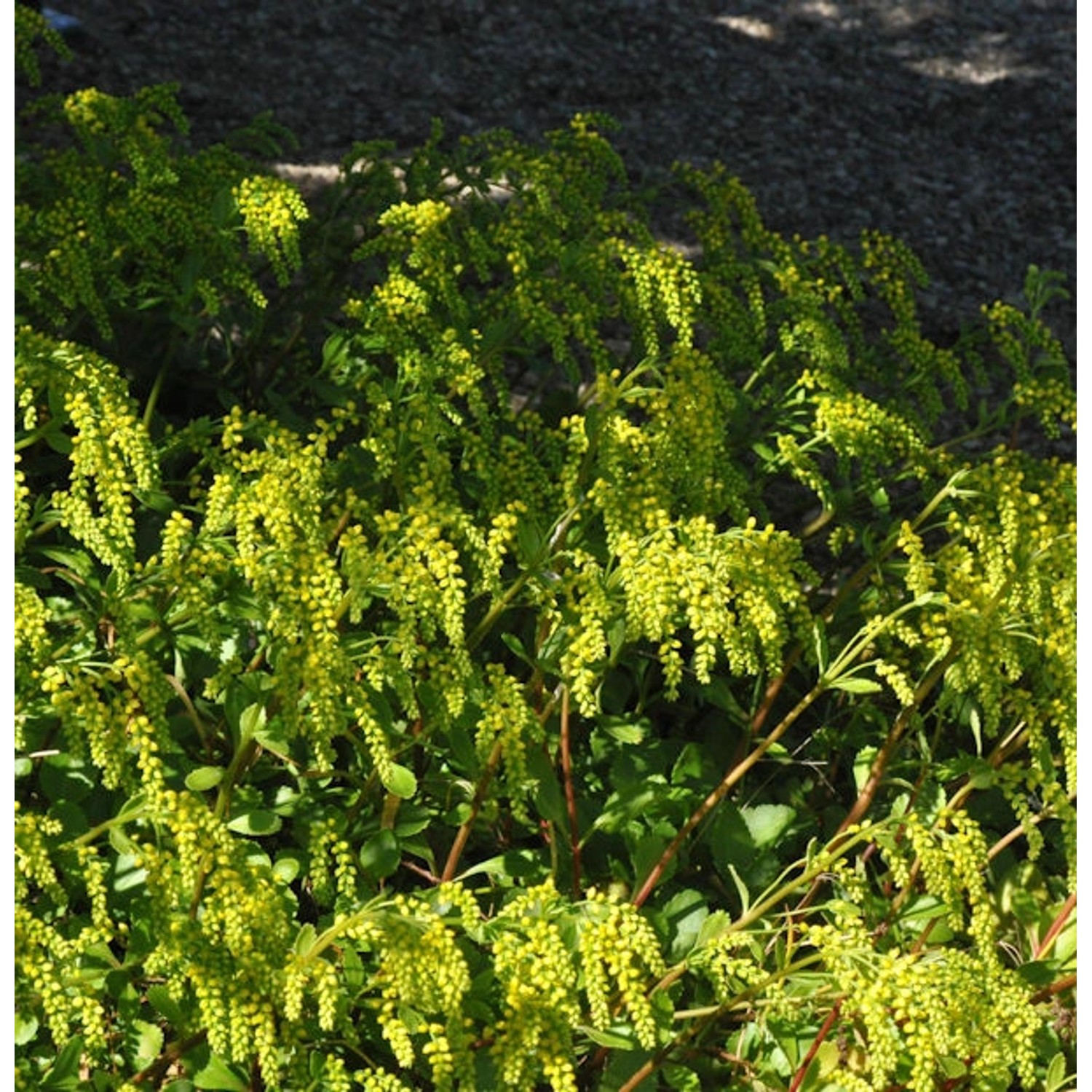 Goldtröpfchen - Chiastophyllum oppostifolium günstig online kaufen