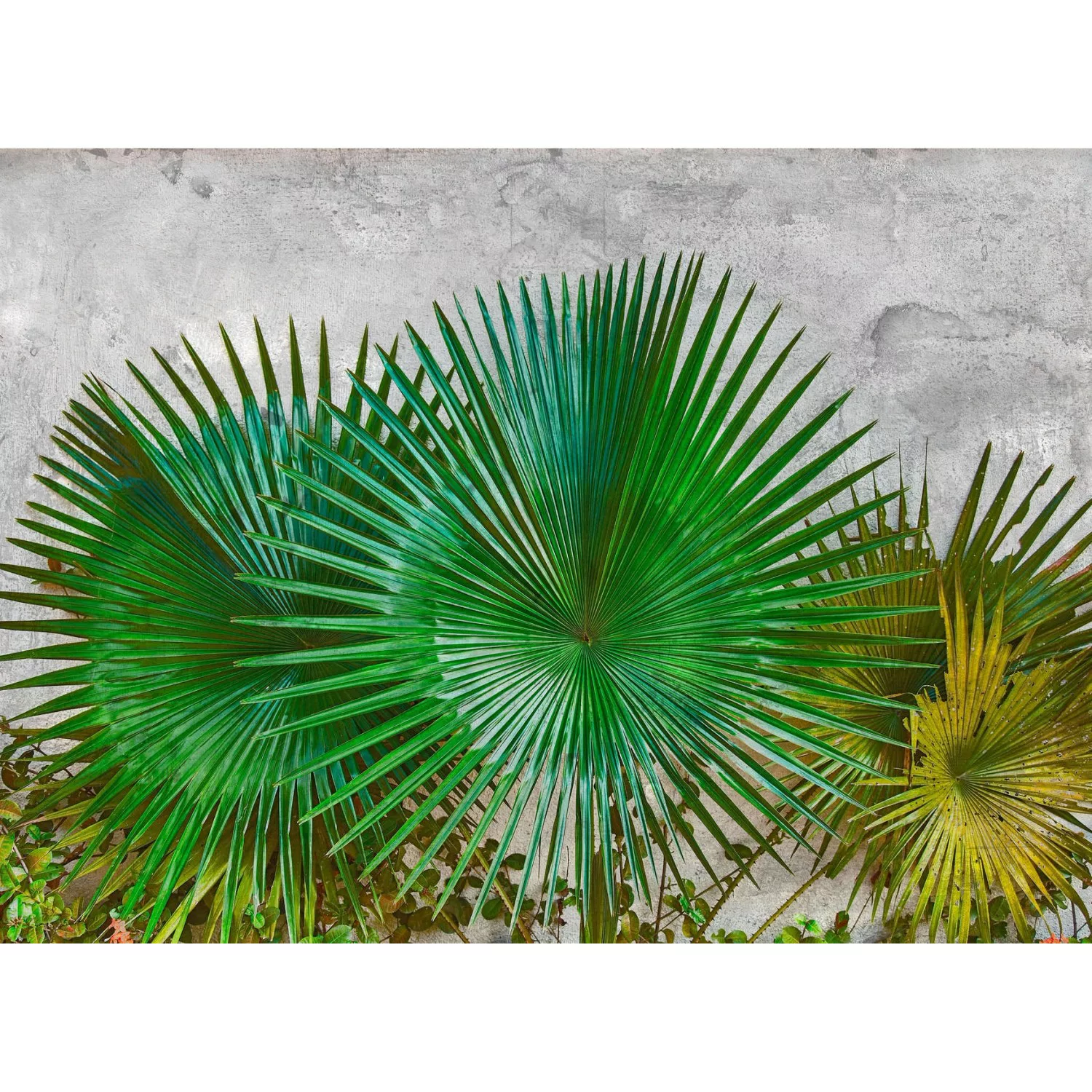 Fototapete Palmen Blätter Grün Grau 3,50 m x 2,55 m FSC® günstig online kaufen