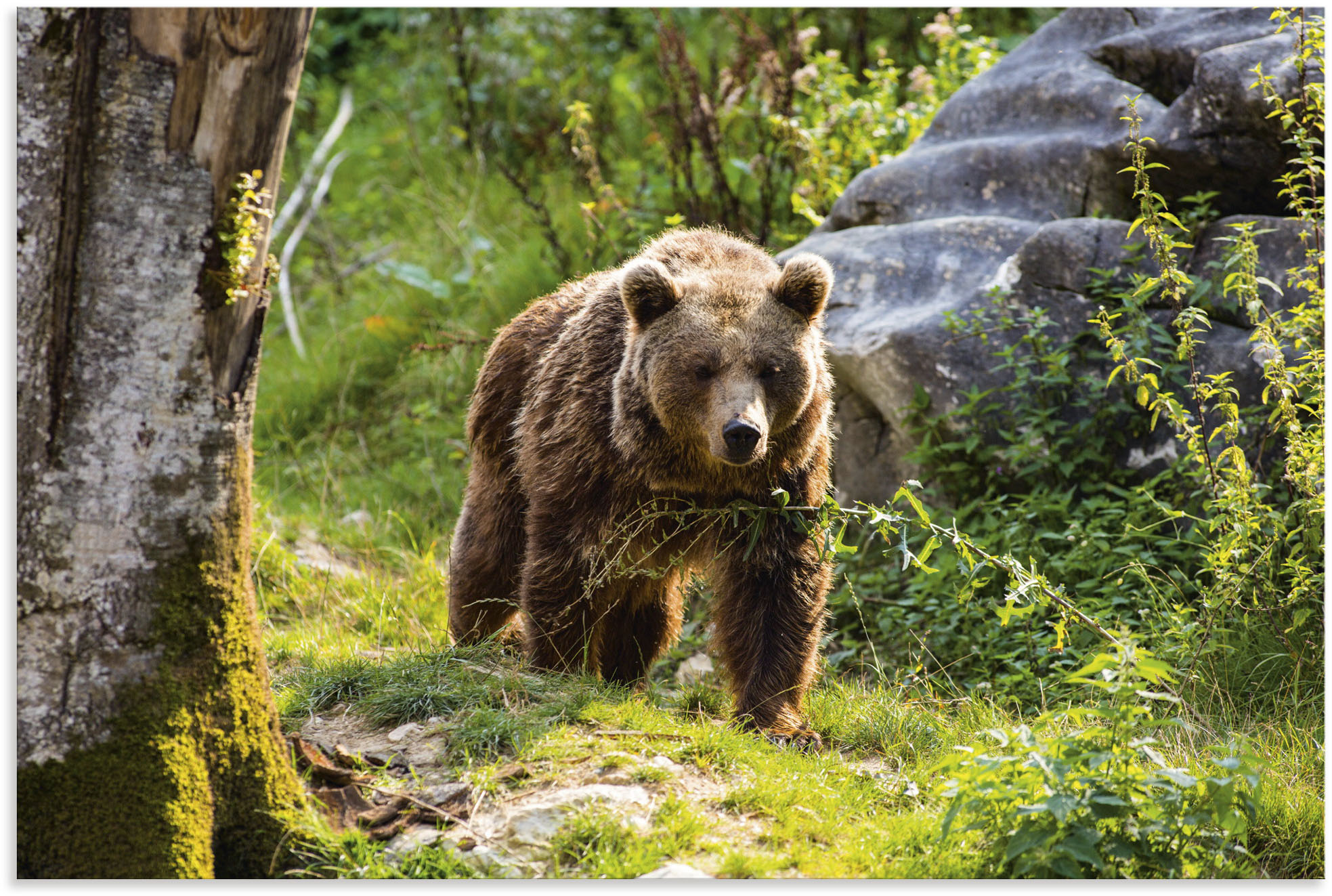 Artland Alu-Dibond-Druck »Braunbär auf Wanderung«, Bären, (1 St.), für Inne günstig online kaufen