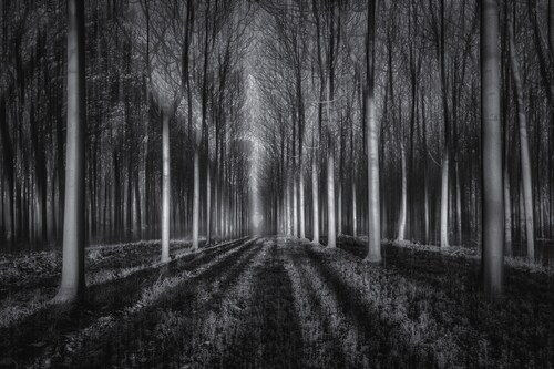 Papermoon Fototapete »Photo-Art JINGSHU ZHU, IN DEN WALD« günstig online kaufen