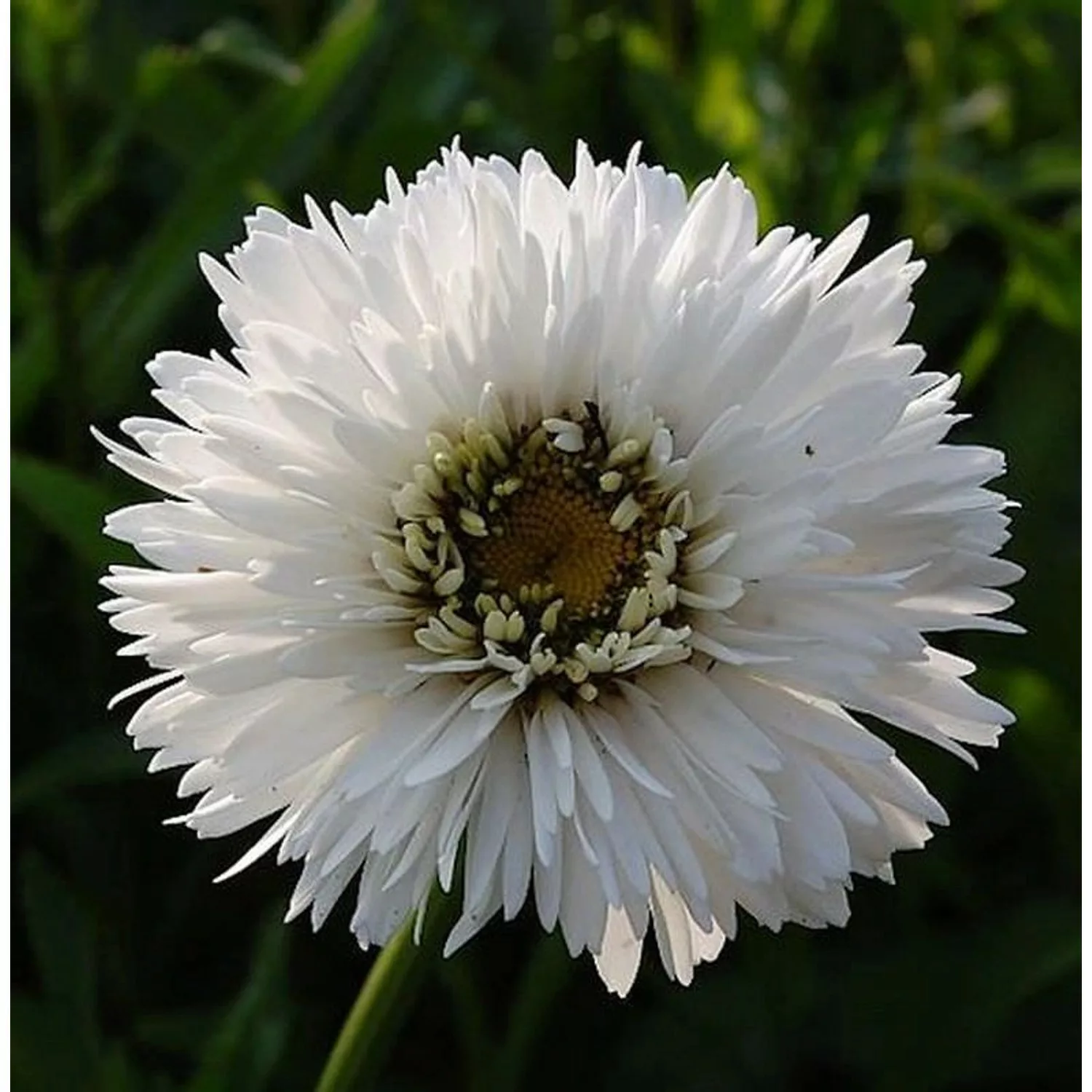 Gartenmargerite Snehurka - Leucanthemum superbum günstig online kaufen