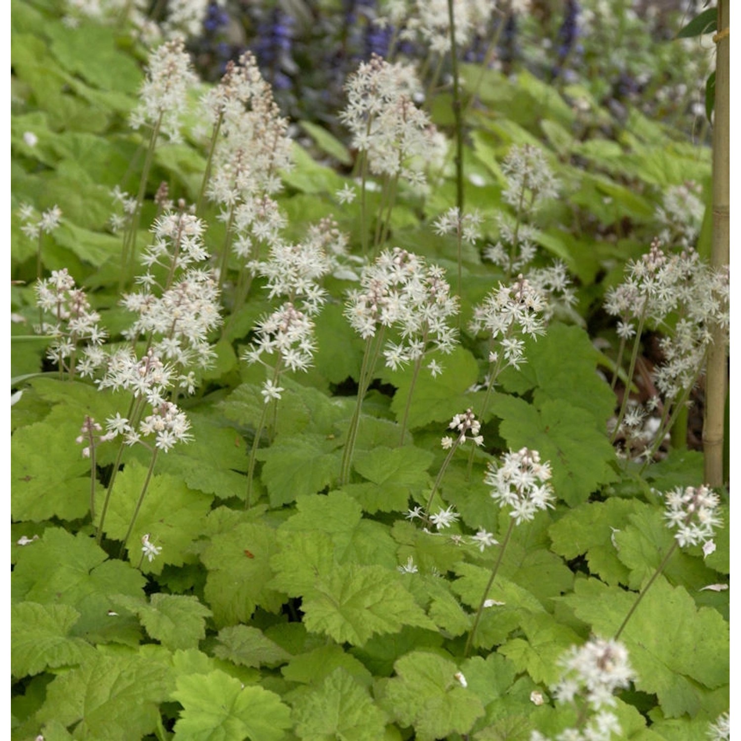 Herzblättrige Schaumblüte Brandywine - Tiarella cordifolia günstig online kaufen