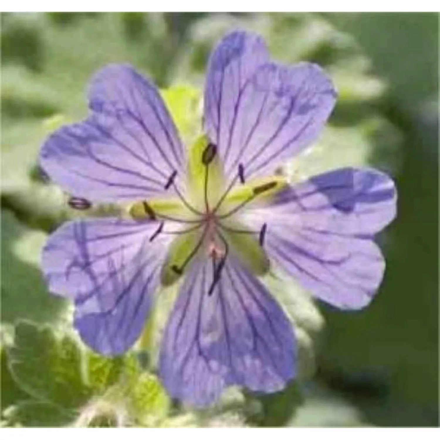 Kaukasus Storchschnabel Philppe Vapelle - Geranium renardii günstig online kaufen