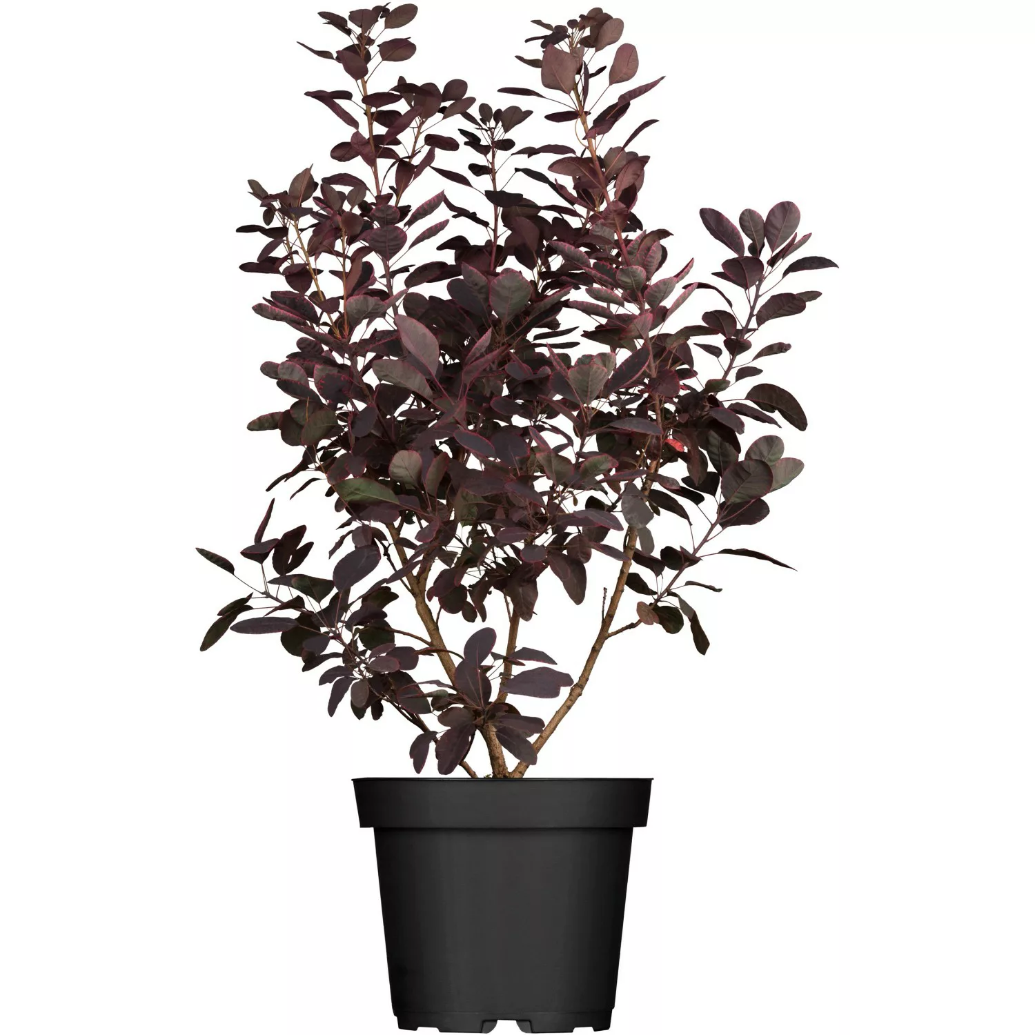 OBI Roter Perückenstrauch Royal Purple Rot Höhe ca. 30 - 40 cm Topf ca. 3 l günstig online kaufen