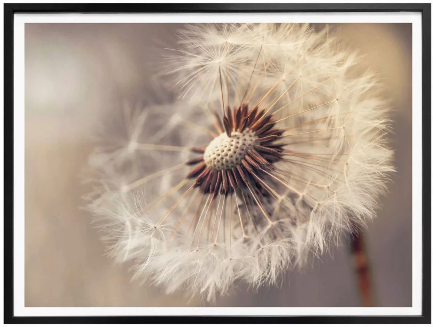 Wall-Art Poster "Pusteblume", Blumen, (1 St.), Poster ohne Bilderrahmen günstig online kaufen