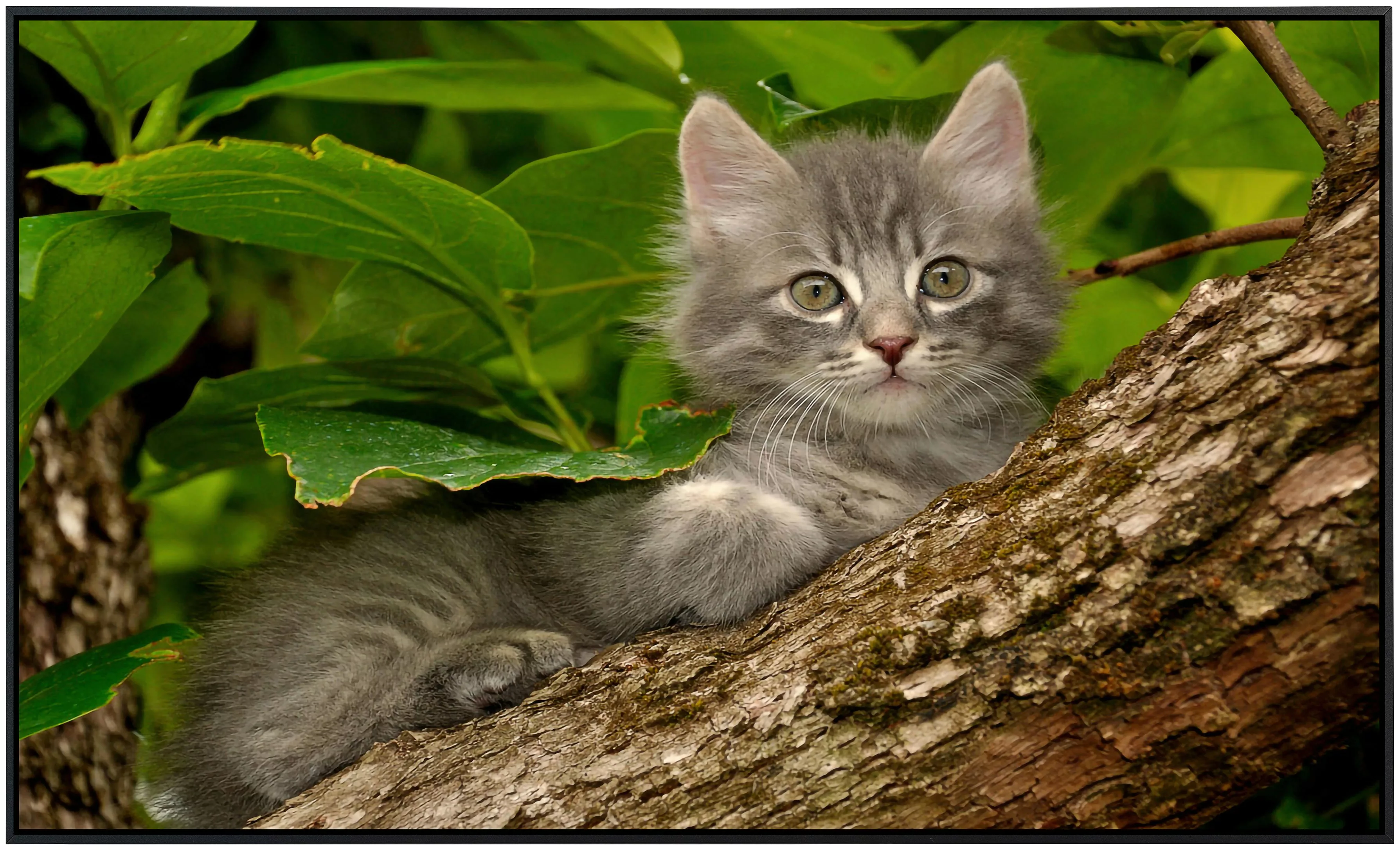 Papermoon Infrarotheizung »Katze im Baum« günstig online kaufen