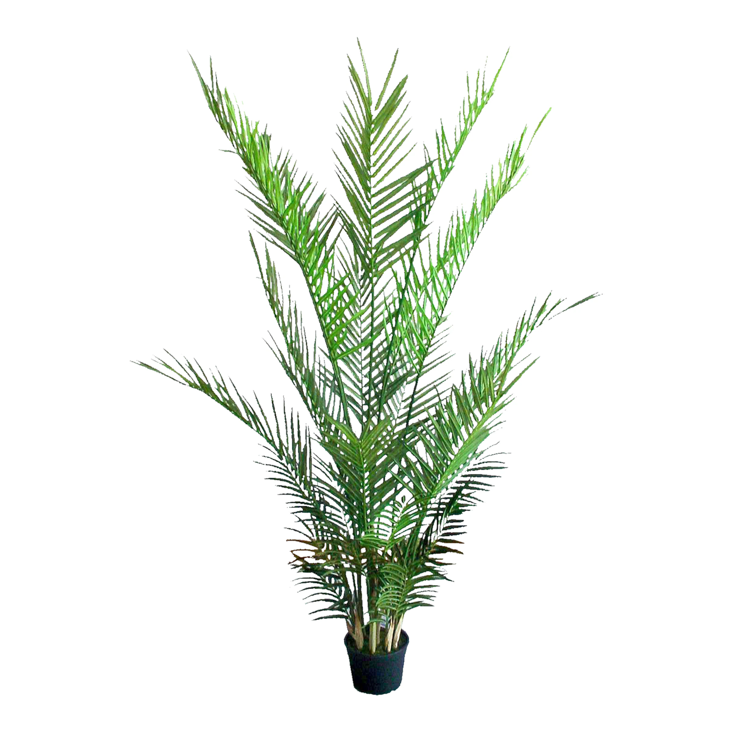 Topfpflanze Arecapalme ca. 150, grün günstig online kaufen