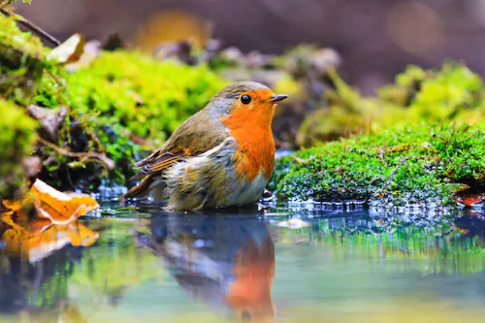Papermoon Fototapete »Vogel im Wasser« günstig online kaufen