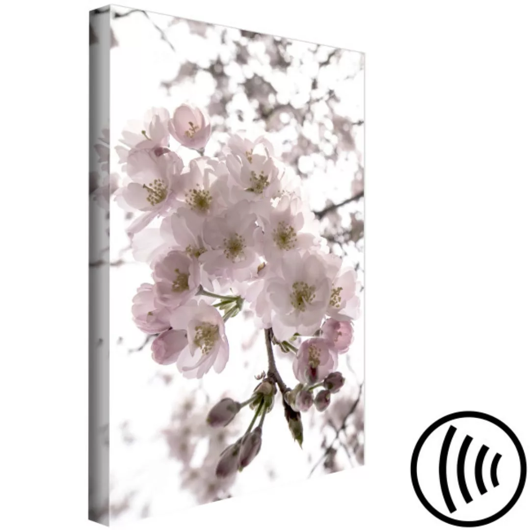 Bild auf Leinwand Cherry Blossoms (1 Part) Vertical XXL günstig online kaufen