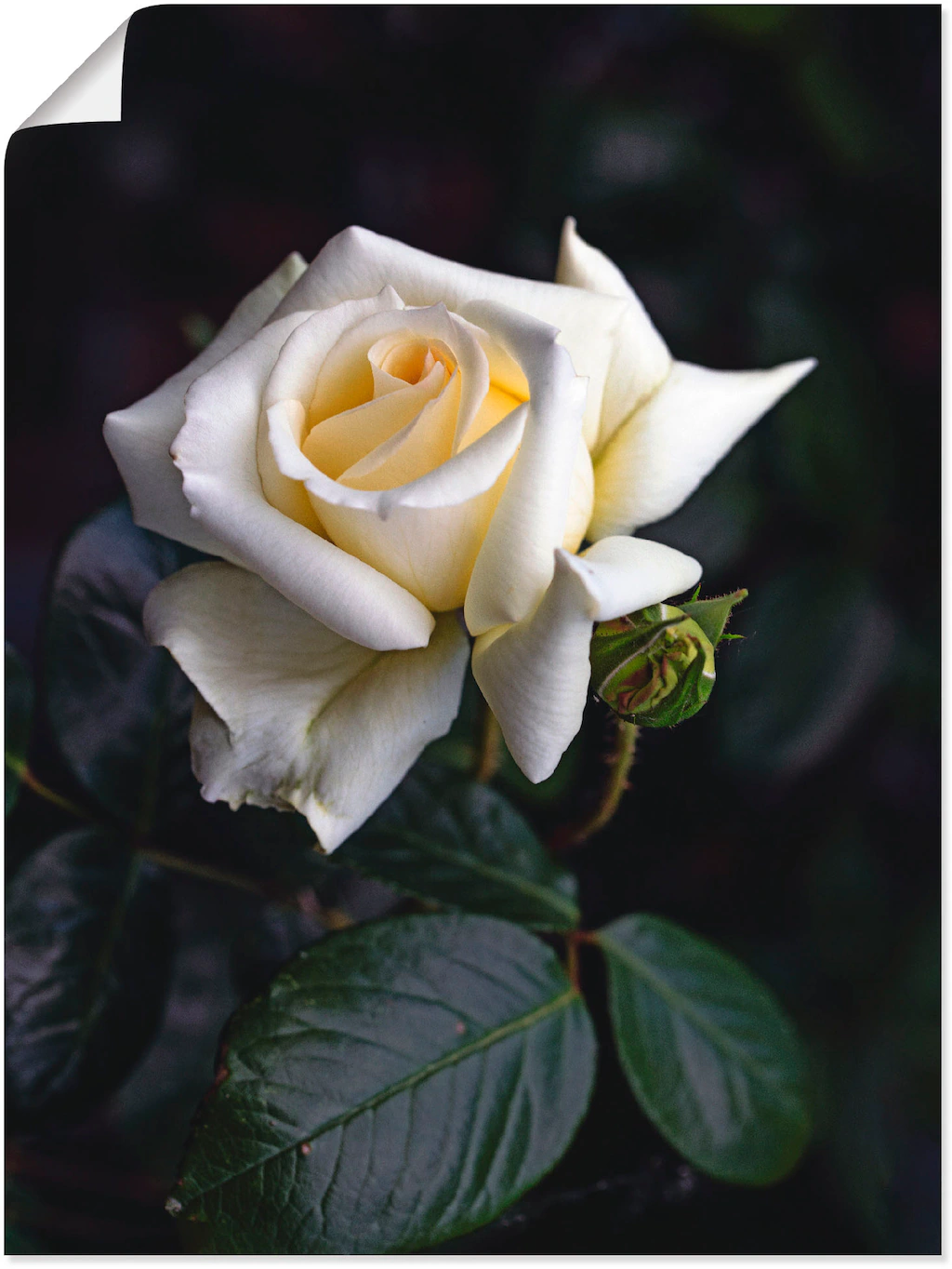 Artland Wandbild "Weiß-gelbe Rose", Blumen, (1 St.), als Leinwandbild, Post günstig online kaufen