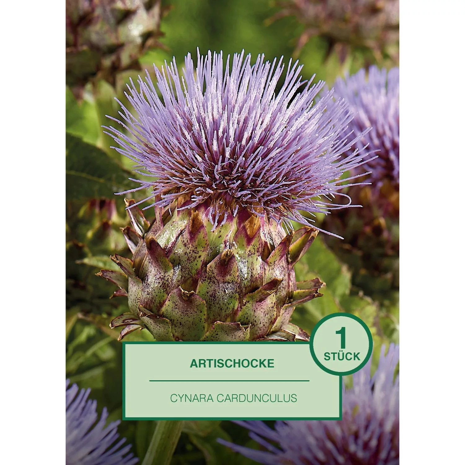 Artischocke 1 Stück Cynara cardunculus günstig online kaufen