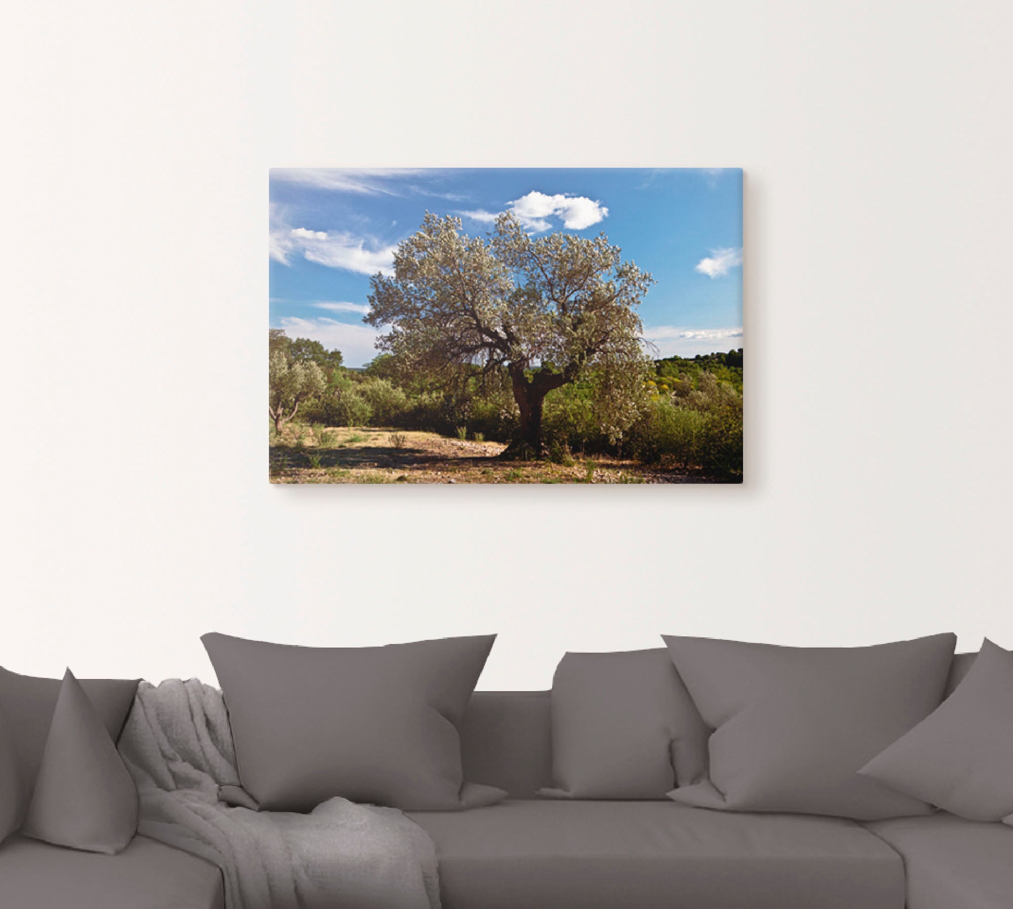 Artland Wandbild »Olivenbaum in Südfrankreich«, Bäume, (1 St.), als Alubild günstig online kaufen