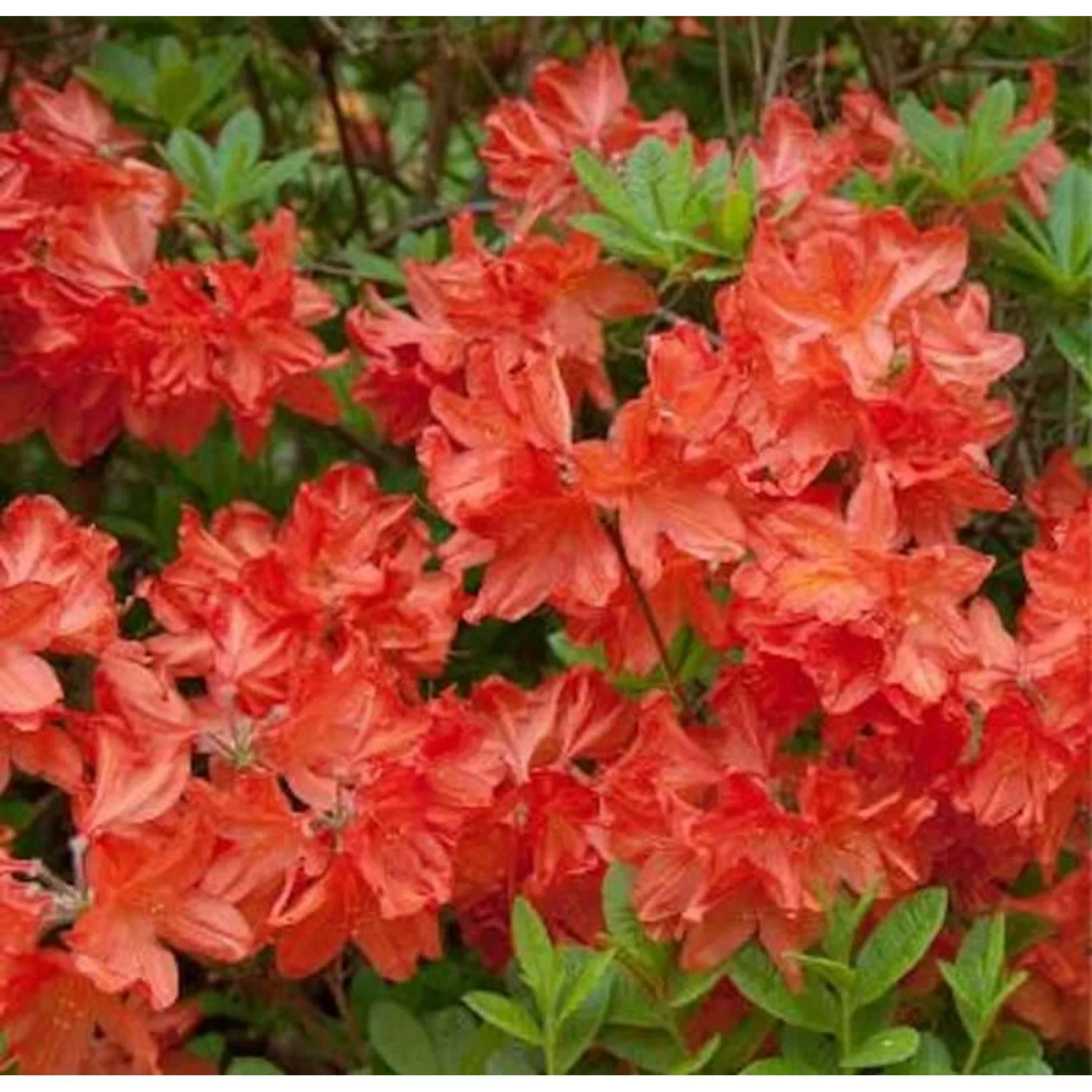 Azalee Balzac 30-40cm - Rhododendron luteum - Alpenrose günstig online kaufen