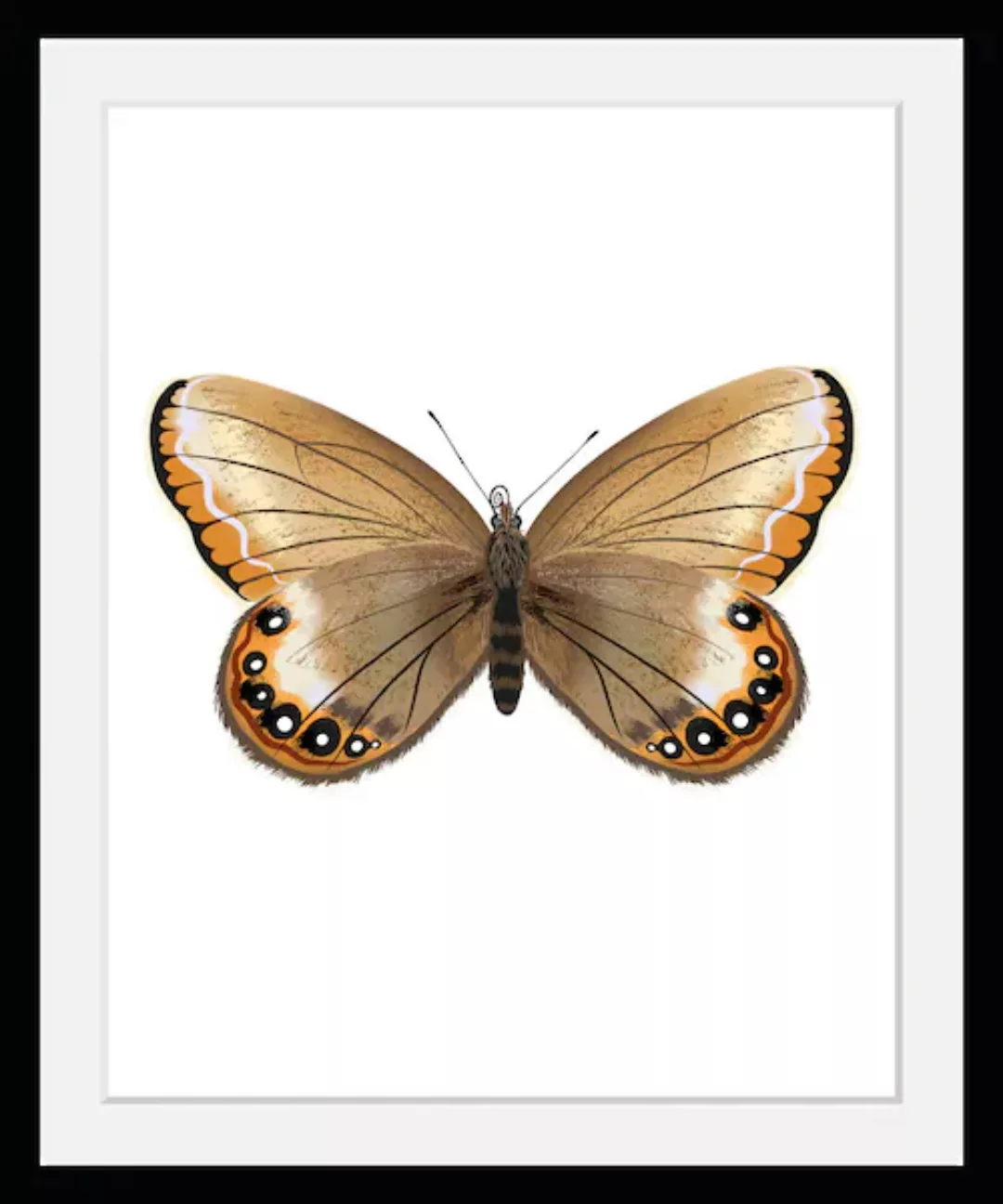queence Bild "Lexy", Schmetterlinge, (1 St.) günstig online kaufen