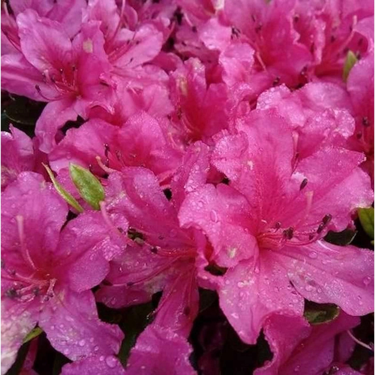 Kriechende Immergrüne Zwerg Azalee Pirin 20-25cm - Rhododendron nakaharai günstig online kaufen