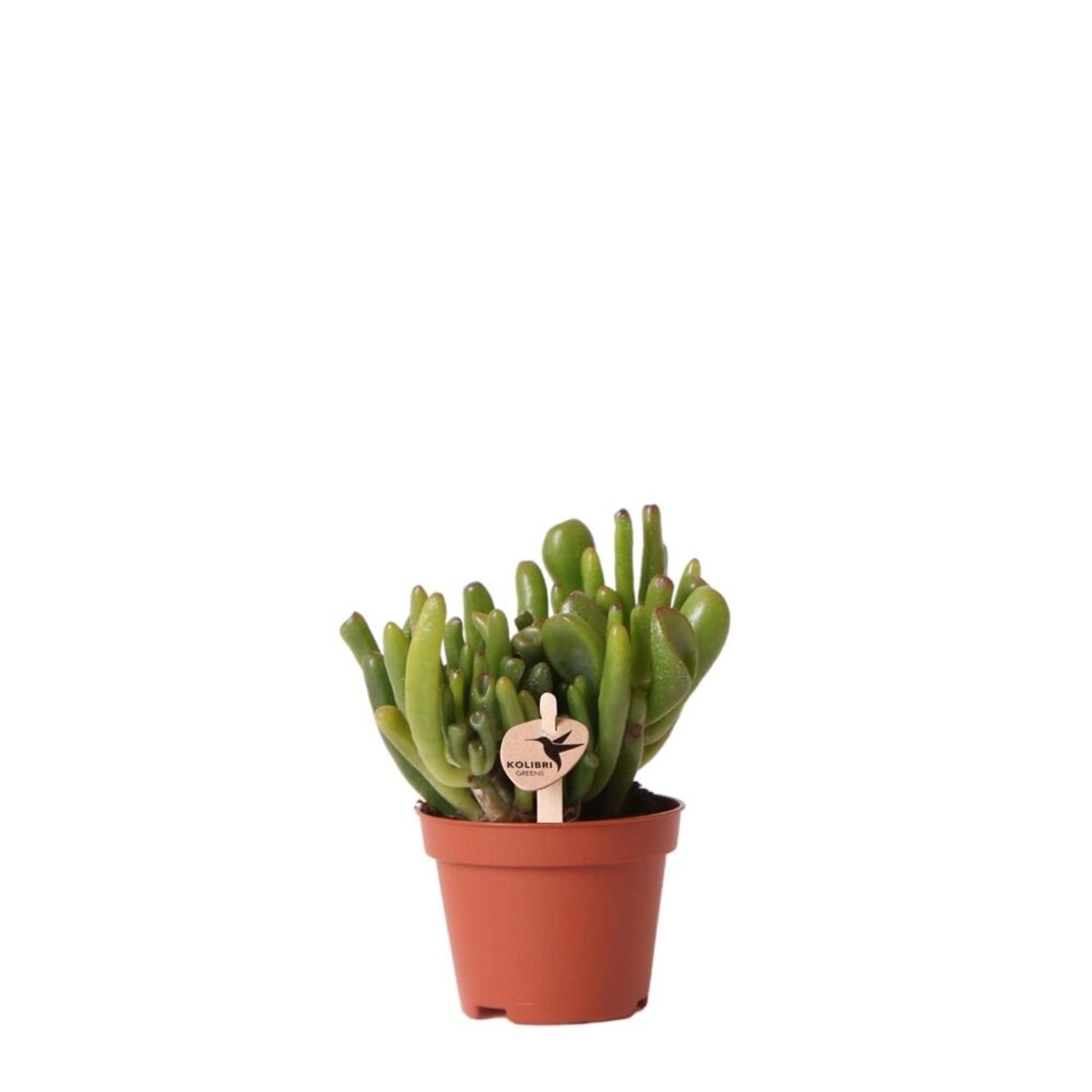 Kolibri Greens Grünpflanze Sukkulente Crassula Hobbit Topfgröße 6cm Grüne Z günstig online kaufen