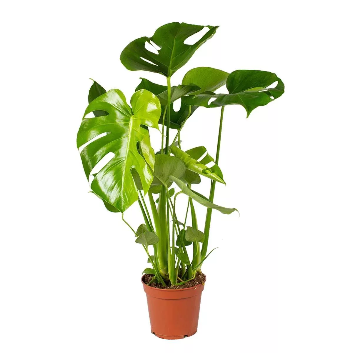 Casa Caron | Zimmerpflanze Monstera Deliciosa günstig online kaufen