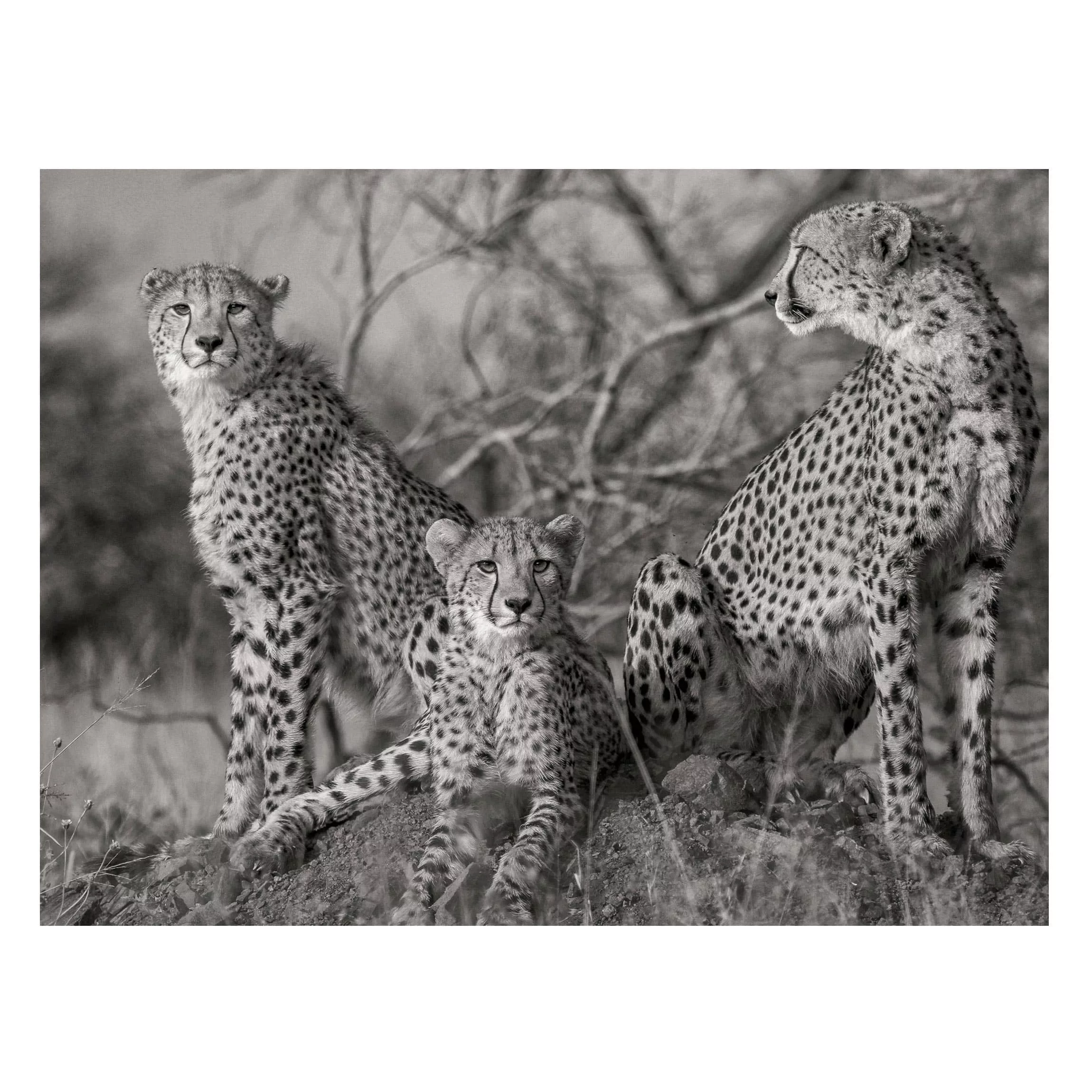 Magnettafel Tiere - Querformat 4:3 Drei Geparden günstig online kaufen