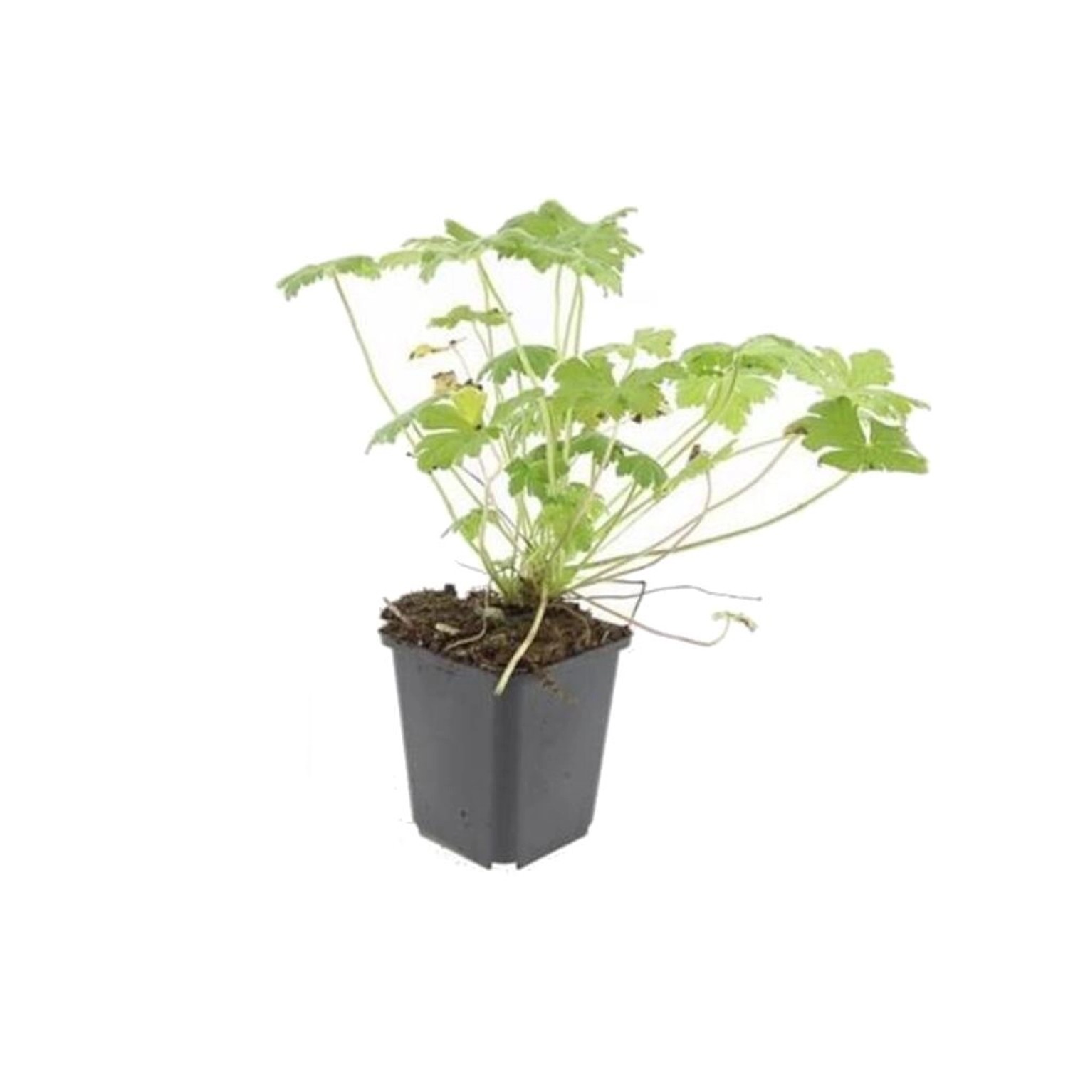 Exotenherz Bodendecker Blut Storchschnabel Geranium Sanguineum Tiny Monster günstig online kaufen