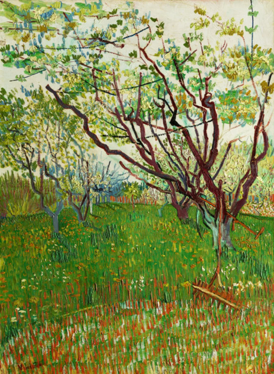 Poster / Leinwandbild - Der Blühende Obstgarten Von Vincent Van Gogh günstig online kaufen