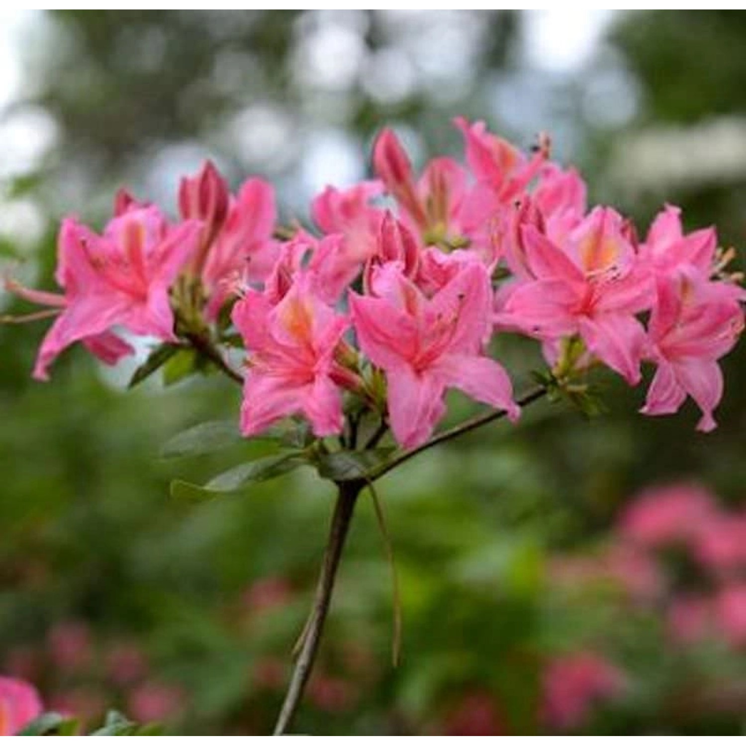 Rhododendron Pennsylvania 40-50cm - Rhododendron viscosum günstig online kaufen