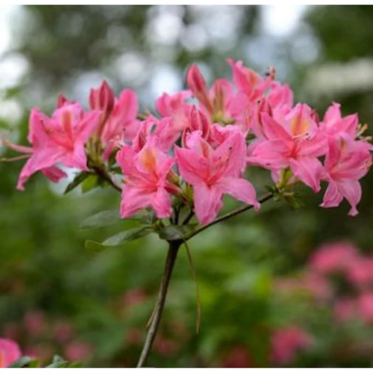 Rhododendron Pennsylvania 40-50cm - Rhododendron viscosum günstig online kaufen