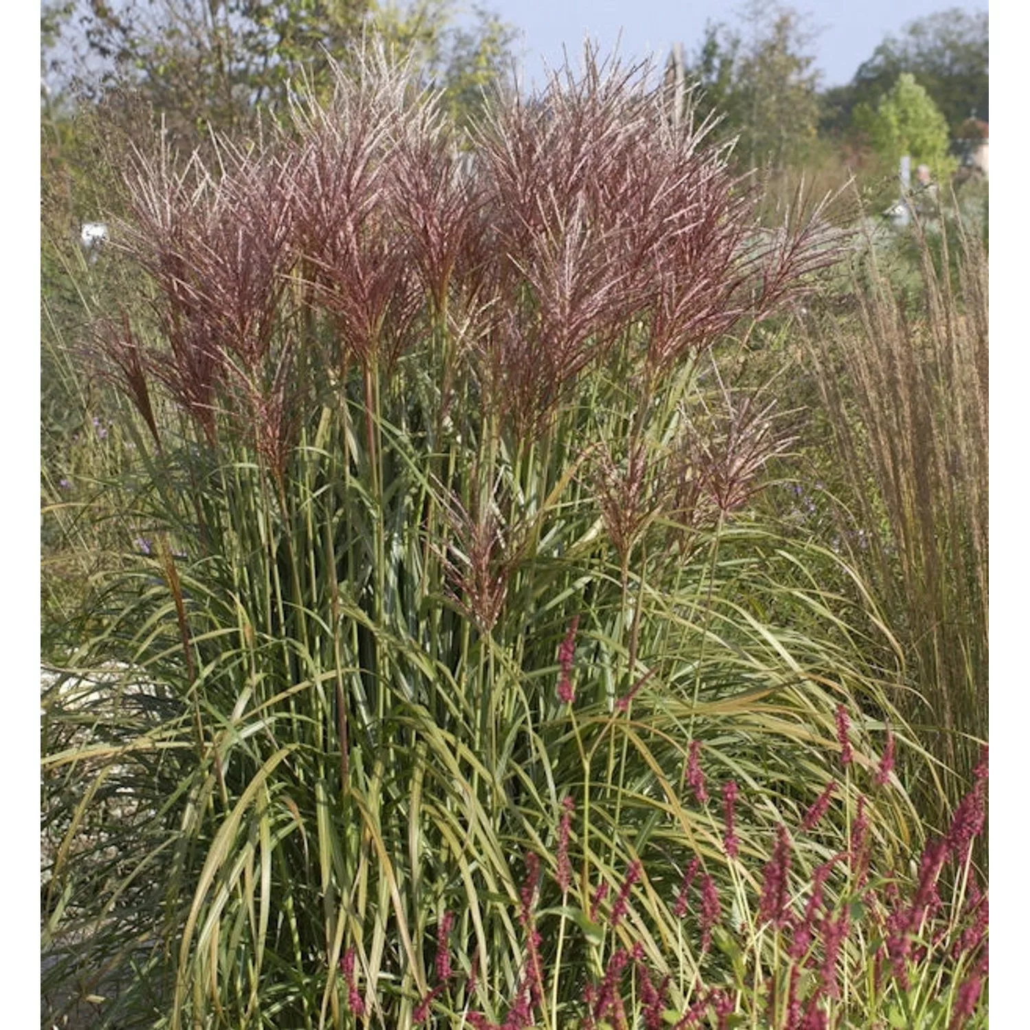 Chinaschilf Rotsilber - Miscanthus sinensis günstig online kaufen