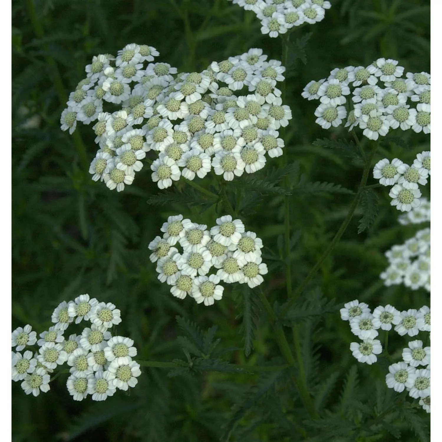 Steingarten Silbergarbe - Achillea ageratifolia günstig online kaufen