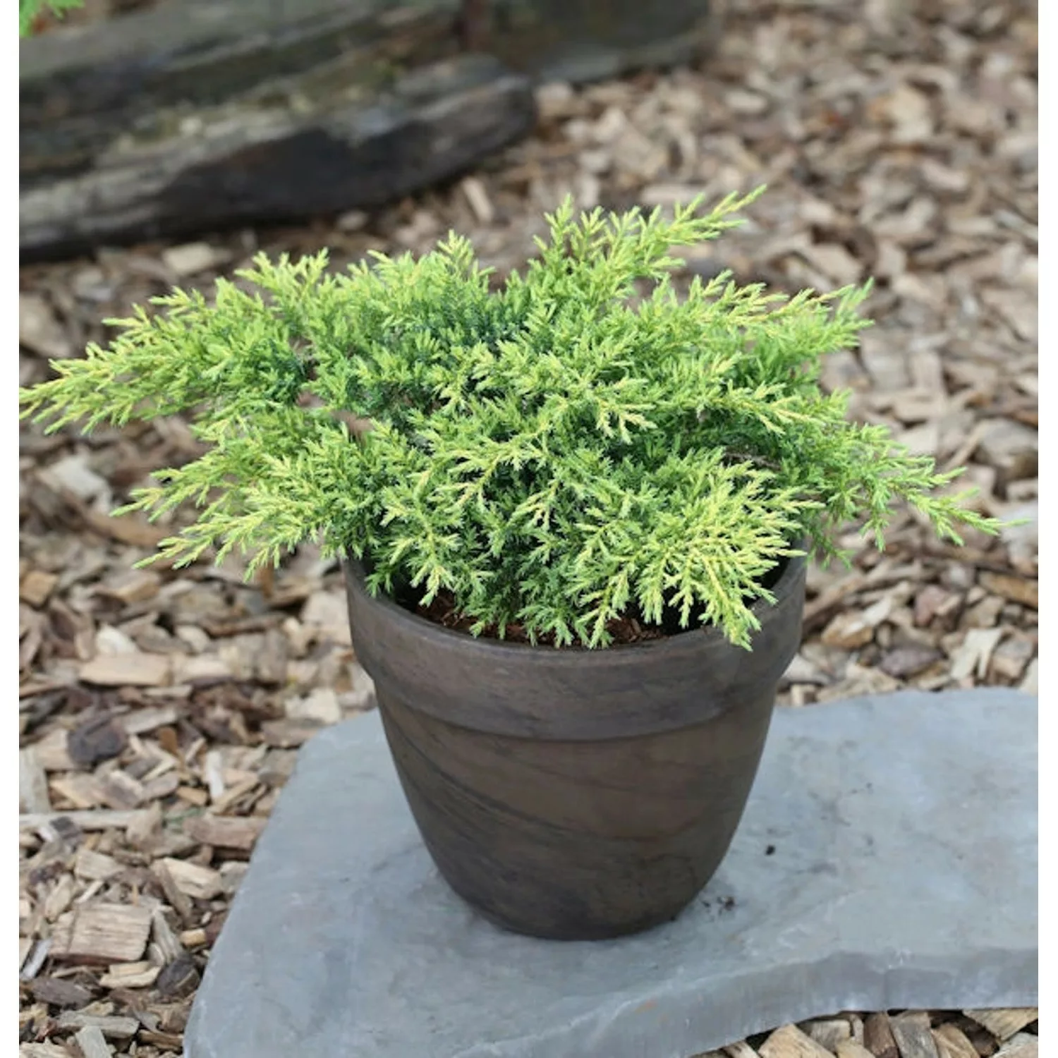 Goldener Strauchwacholder Gold Star 10-15cm - Juniperus media günstig online kaufen