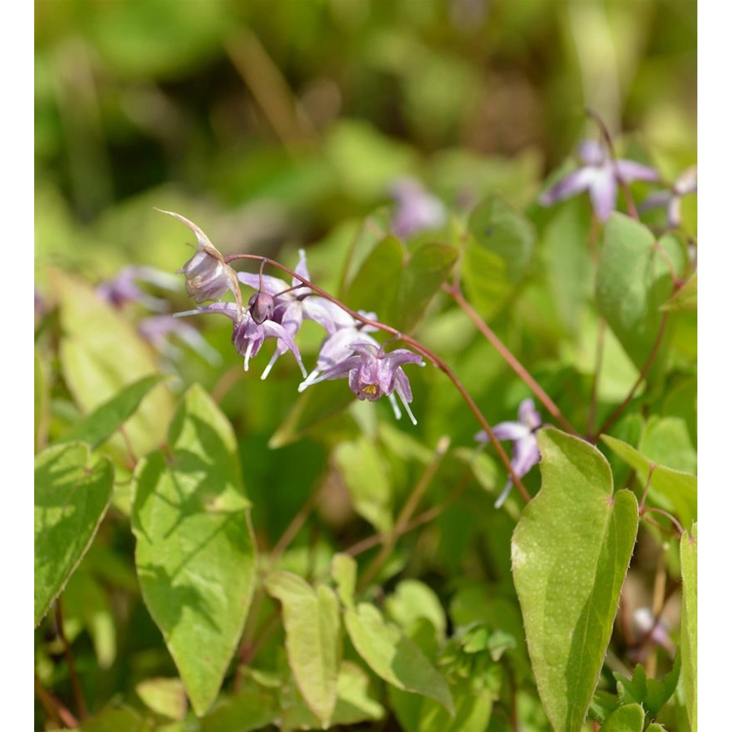 Dünntriebige Elfenblume - Epimedium leptorrhizum günstig online kaufen