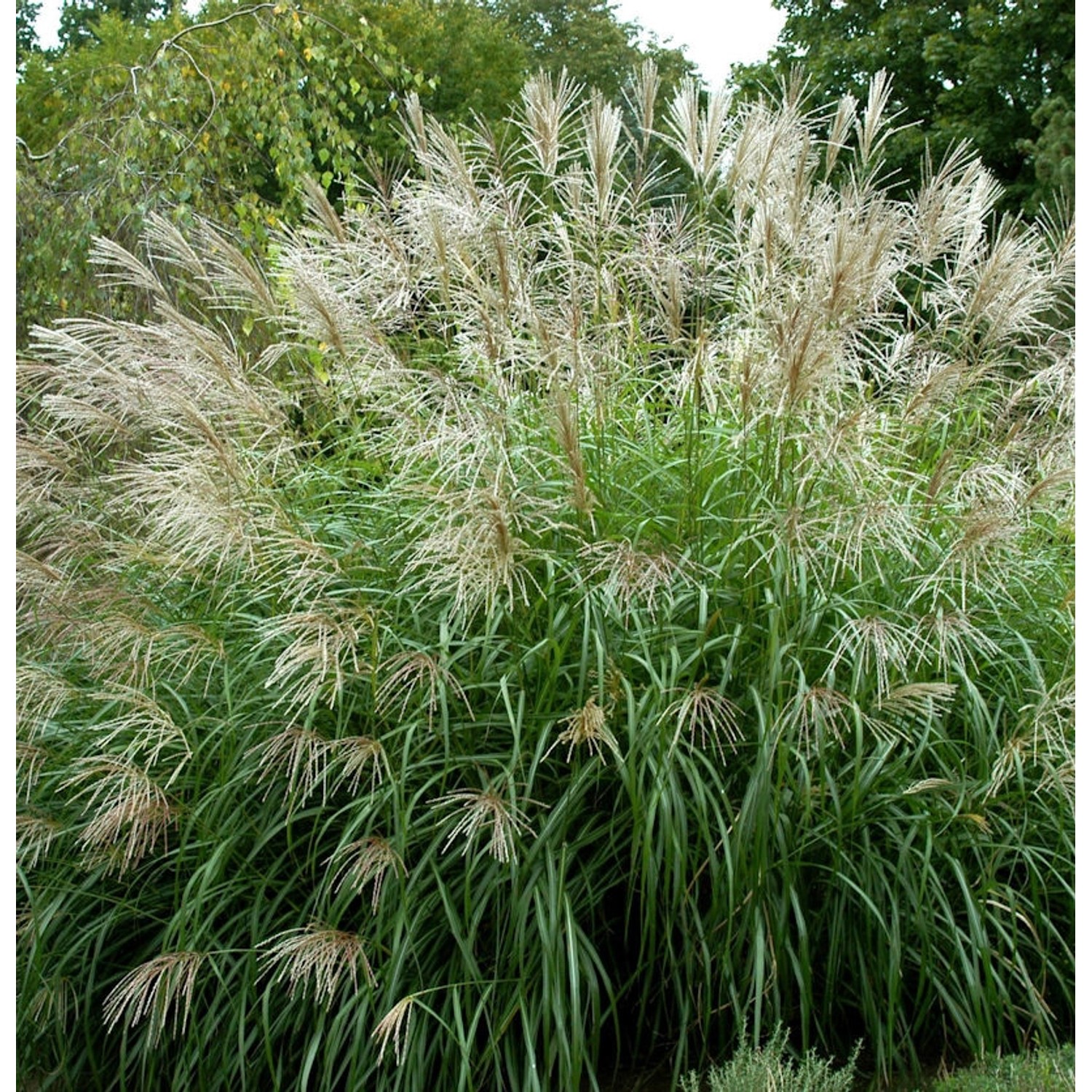 Chinaschilf Sarabande - Miscanthus sinensis günstig online kaufen